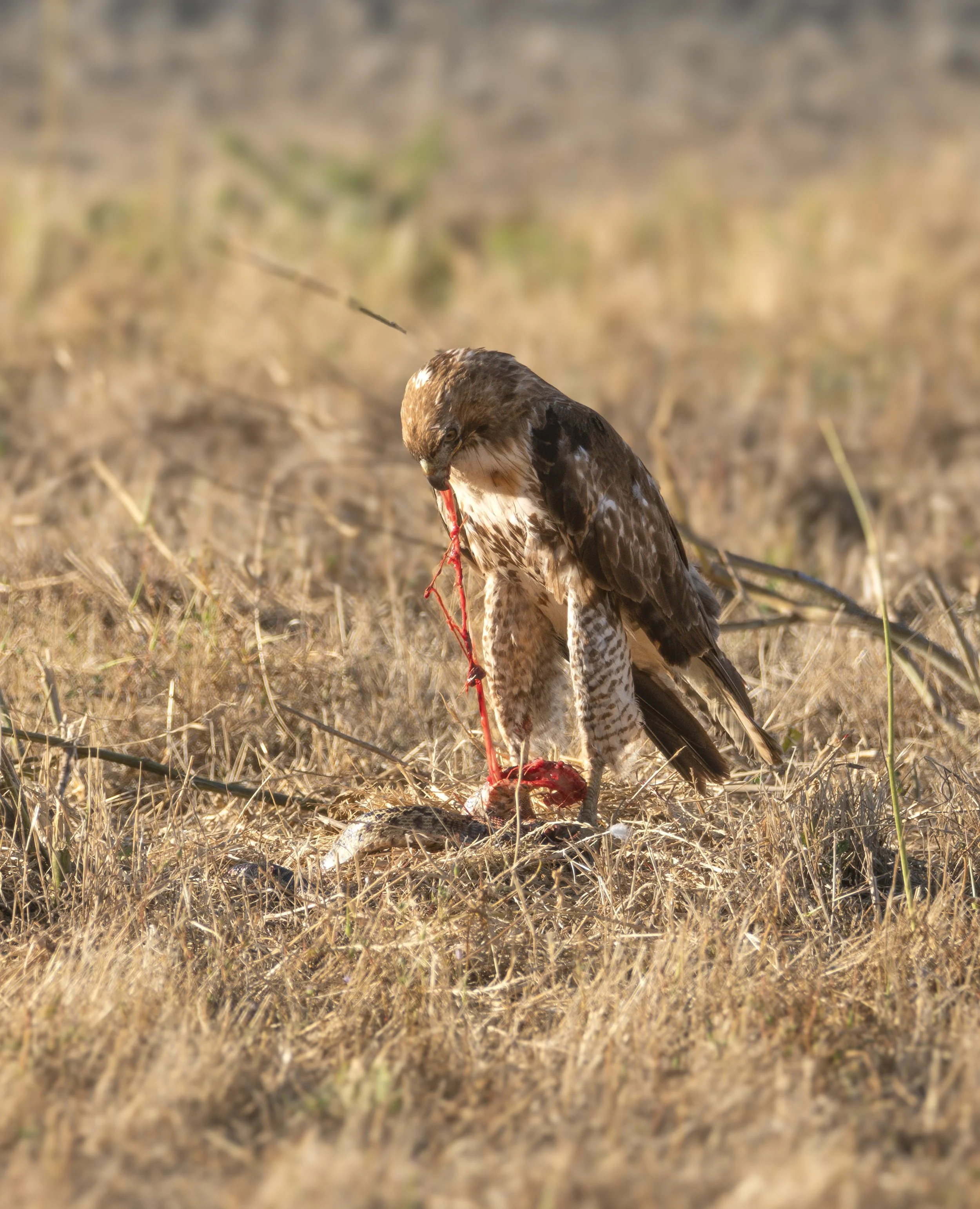 red tailed hawk 5.jpg