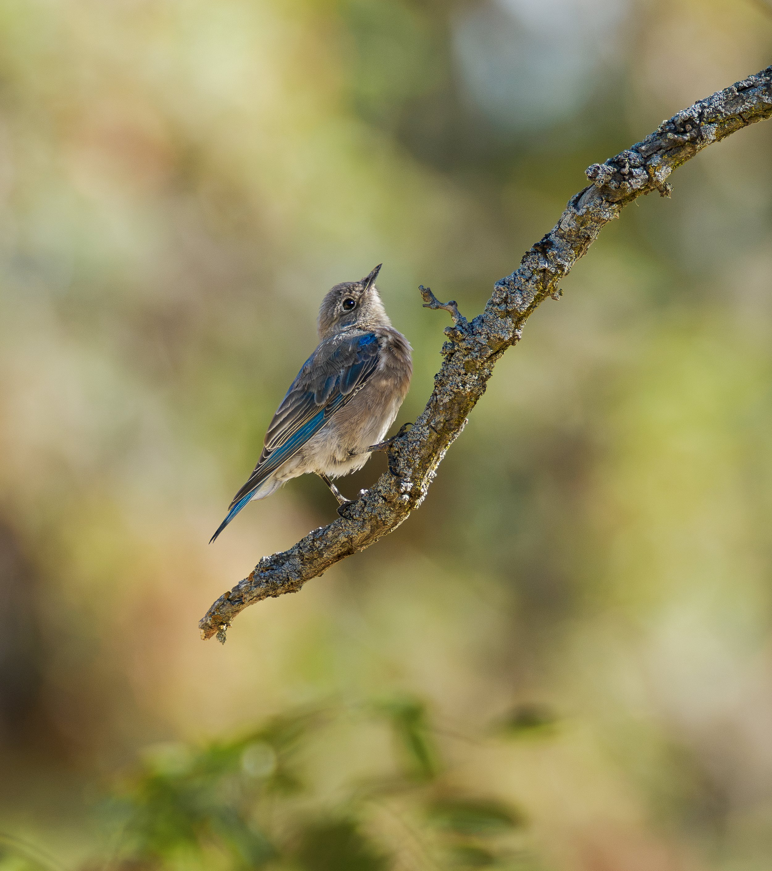 western bluebird 5.jpg