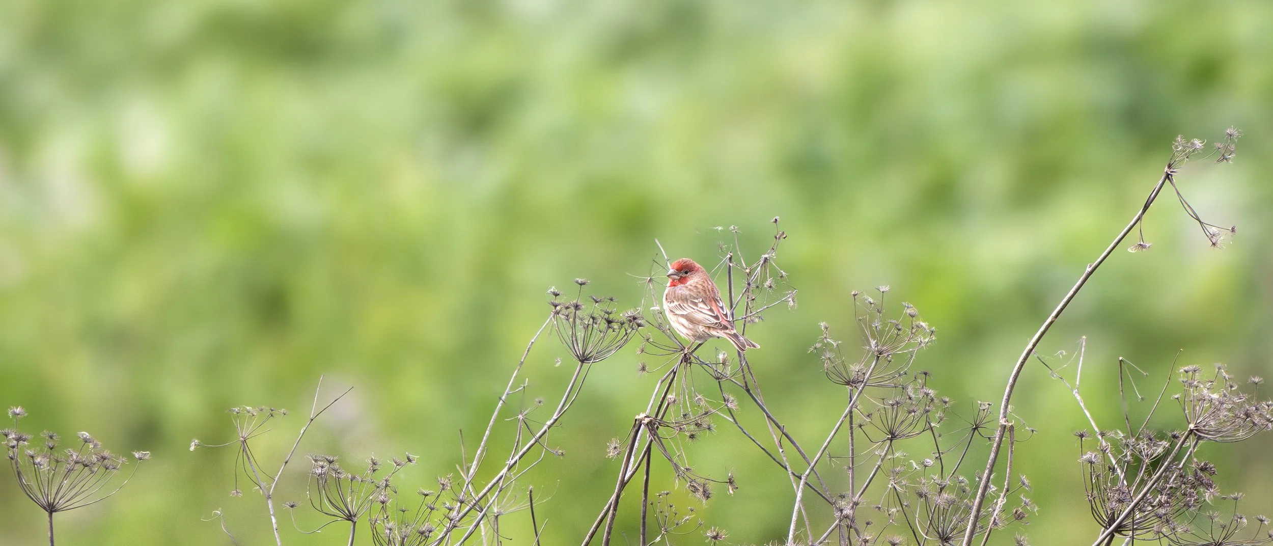 house finch 11.jpg