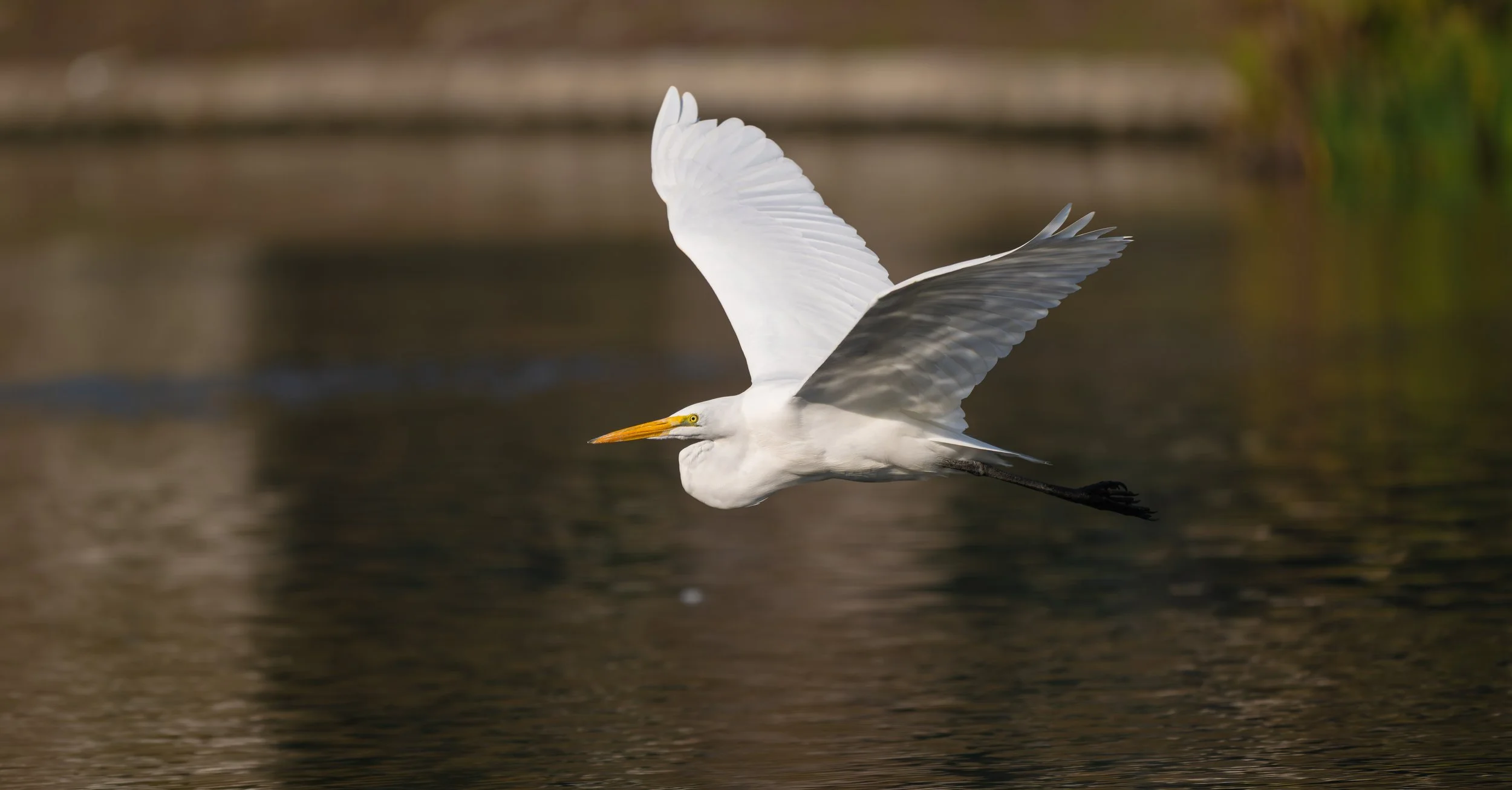 NZ8_4076.jpg