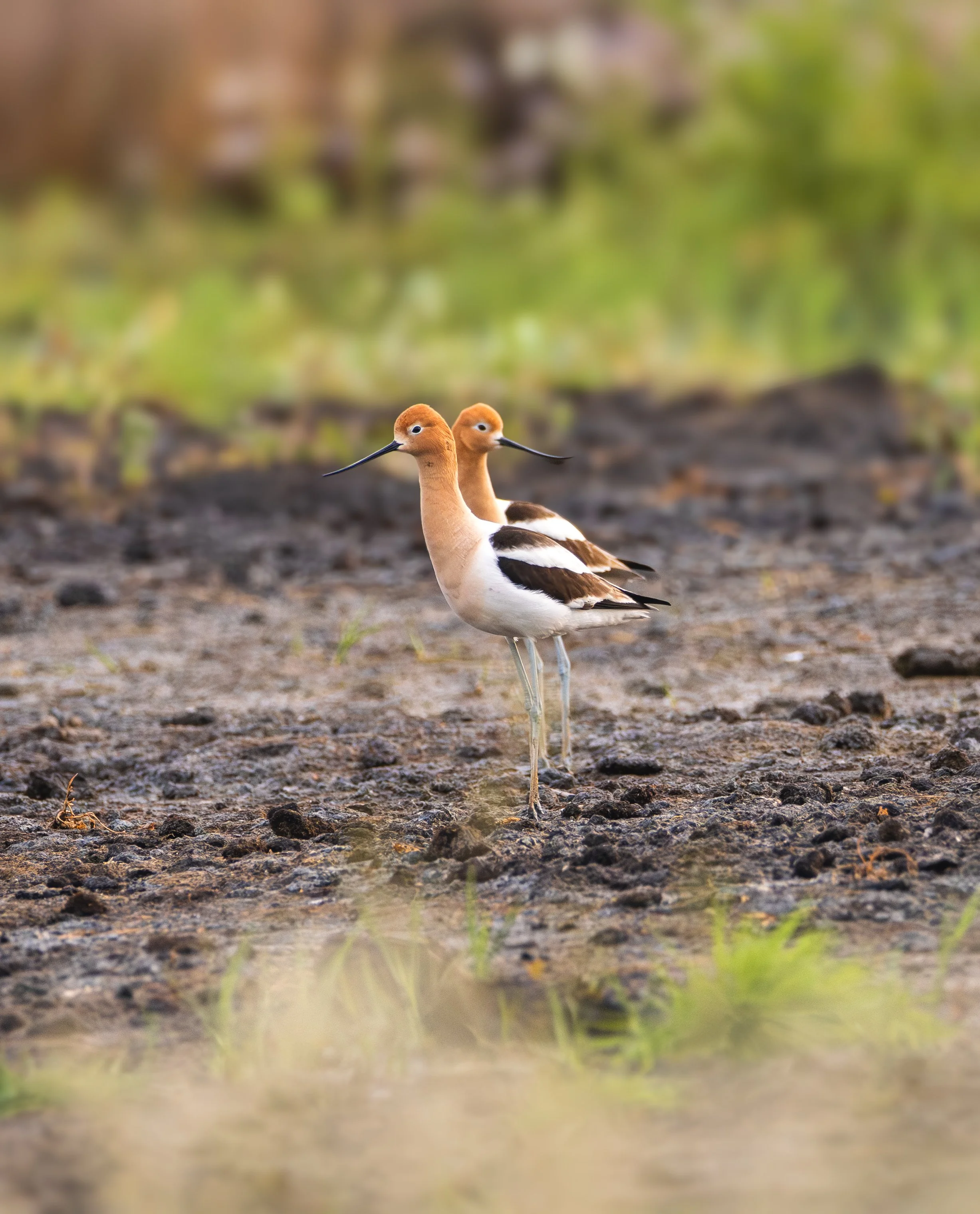 avocets 3.jpg