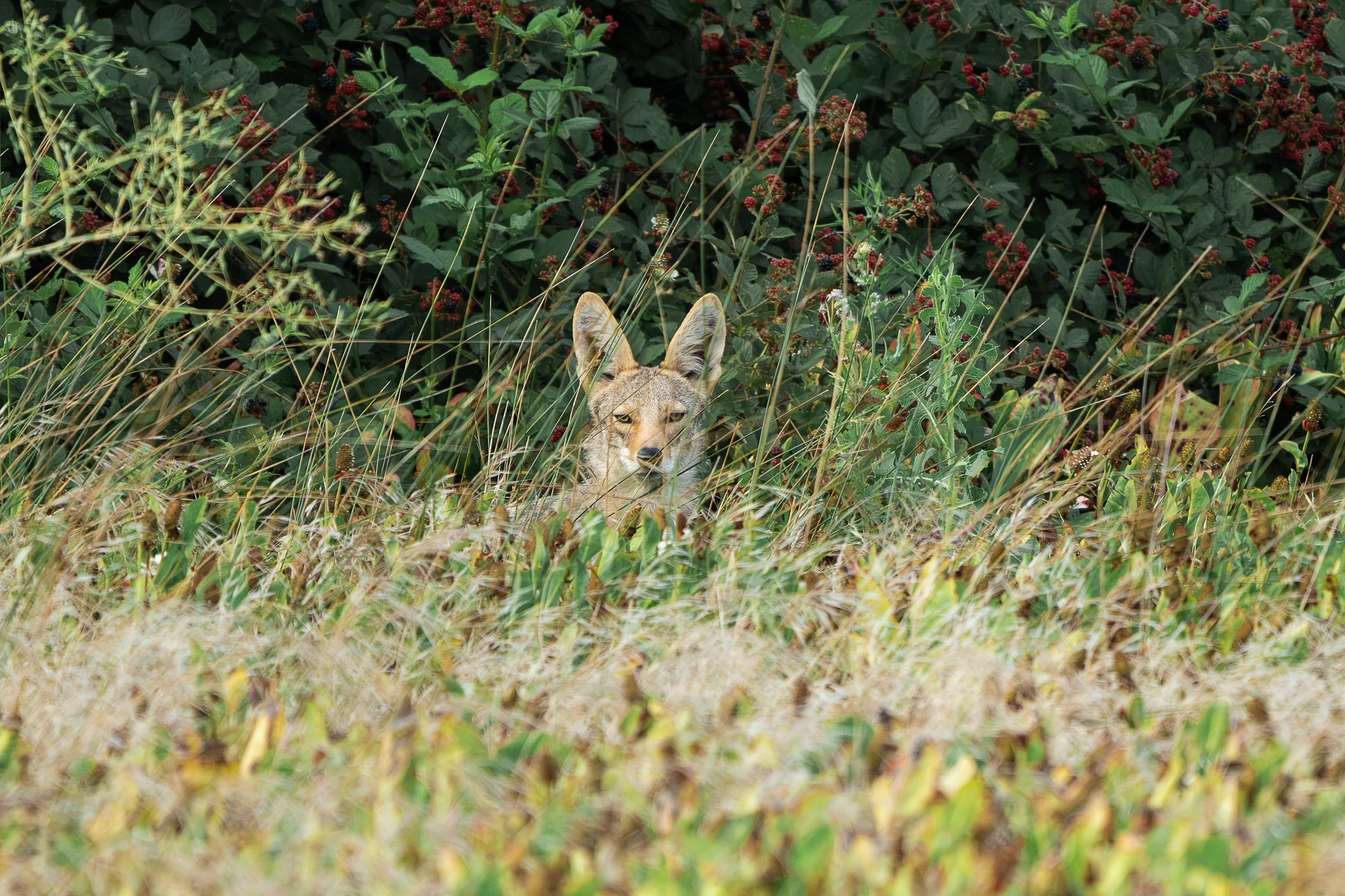 coyote in the bush 2.jpg
