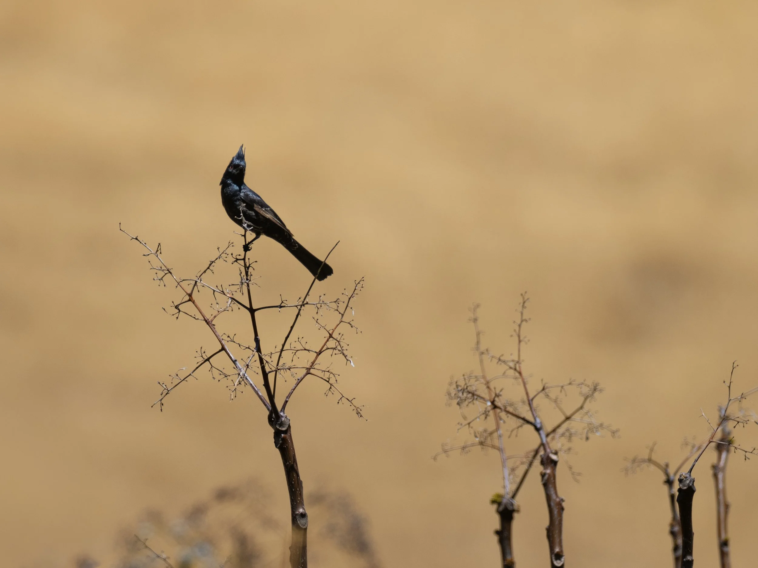 Phainopepla 1.jpg