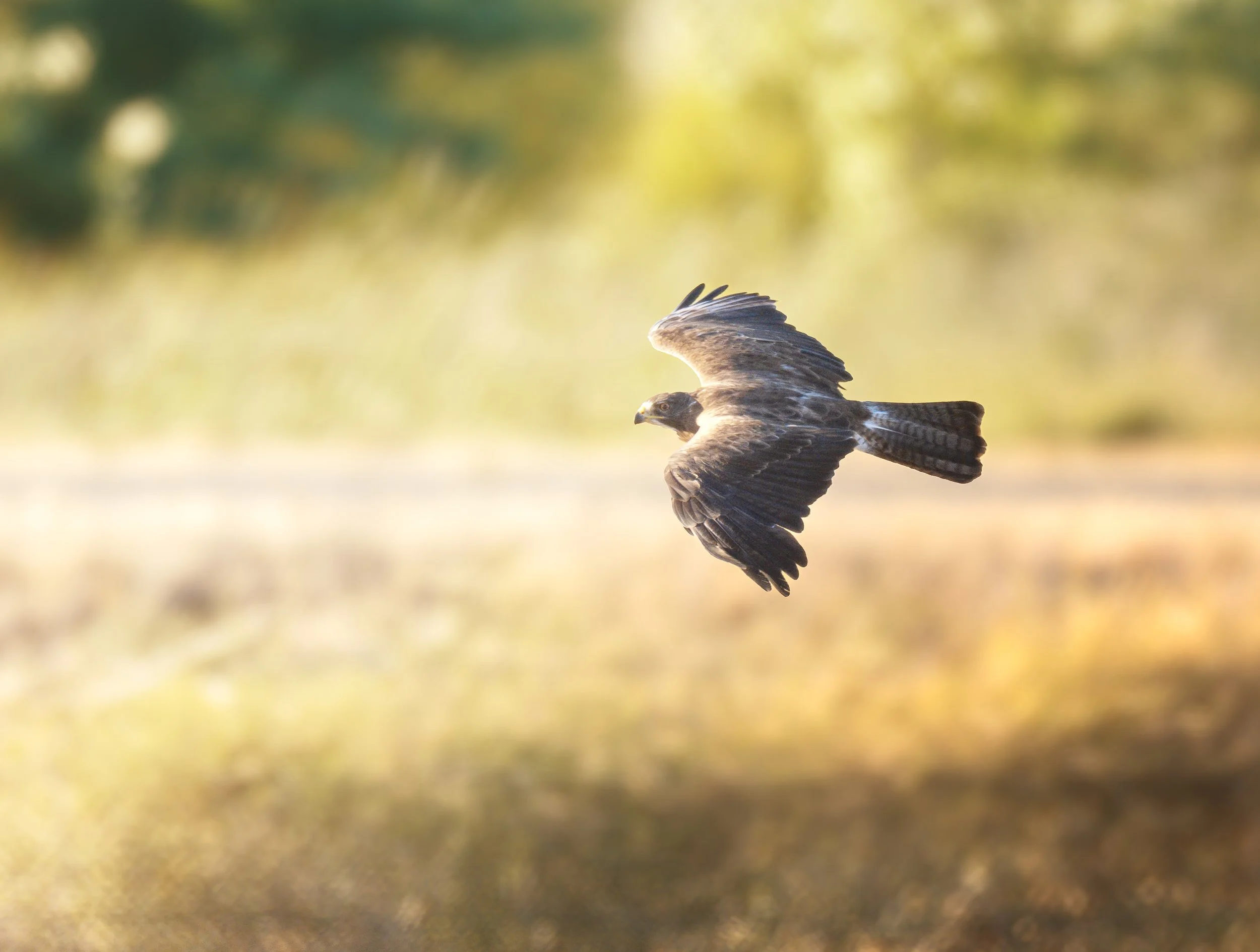 swaison's hawk.jpg
