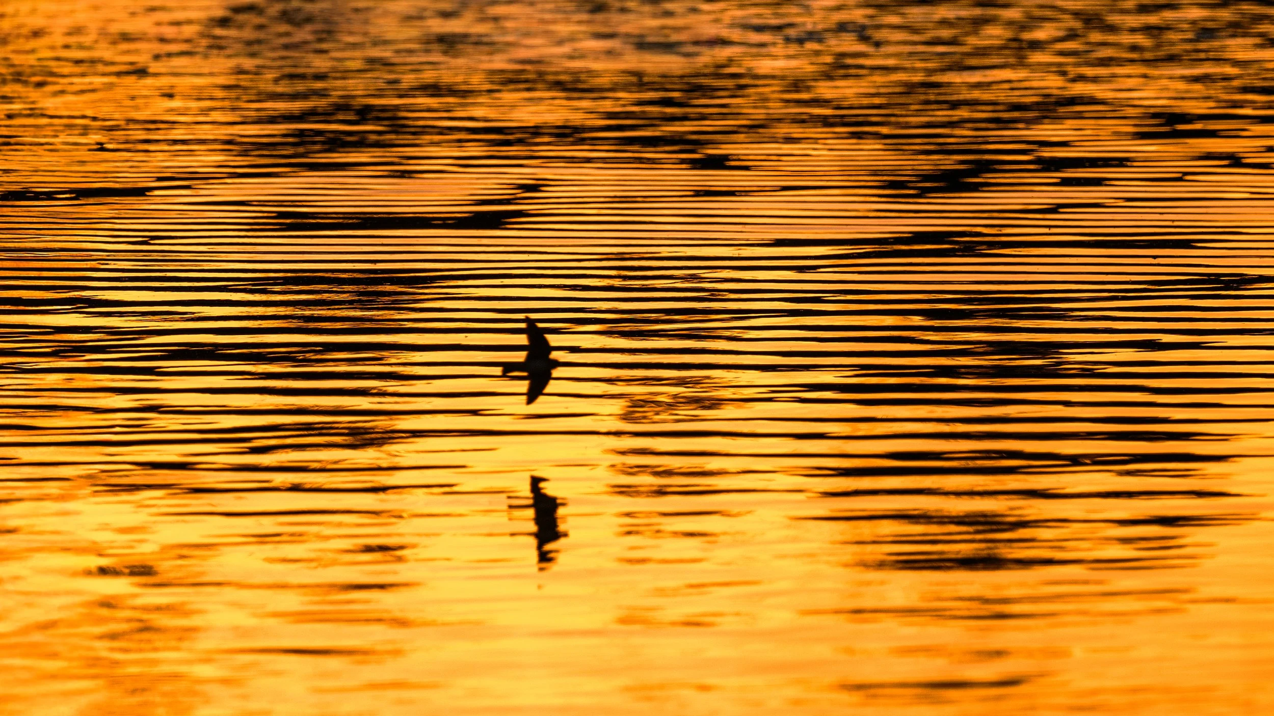 sunset birds 5.jpg
