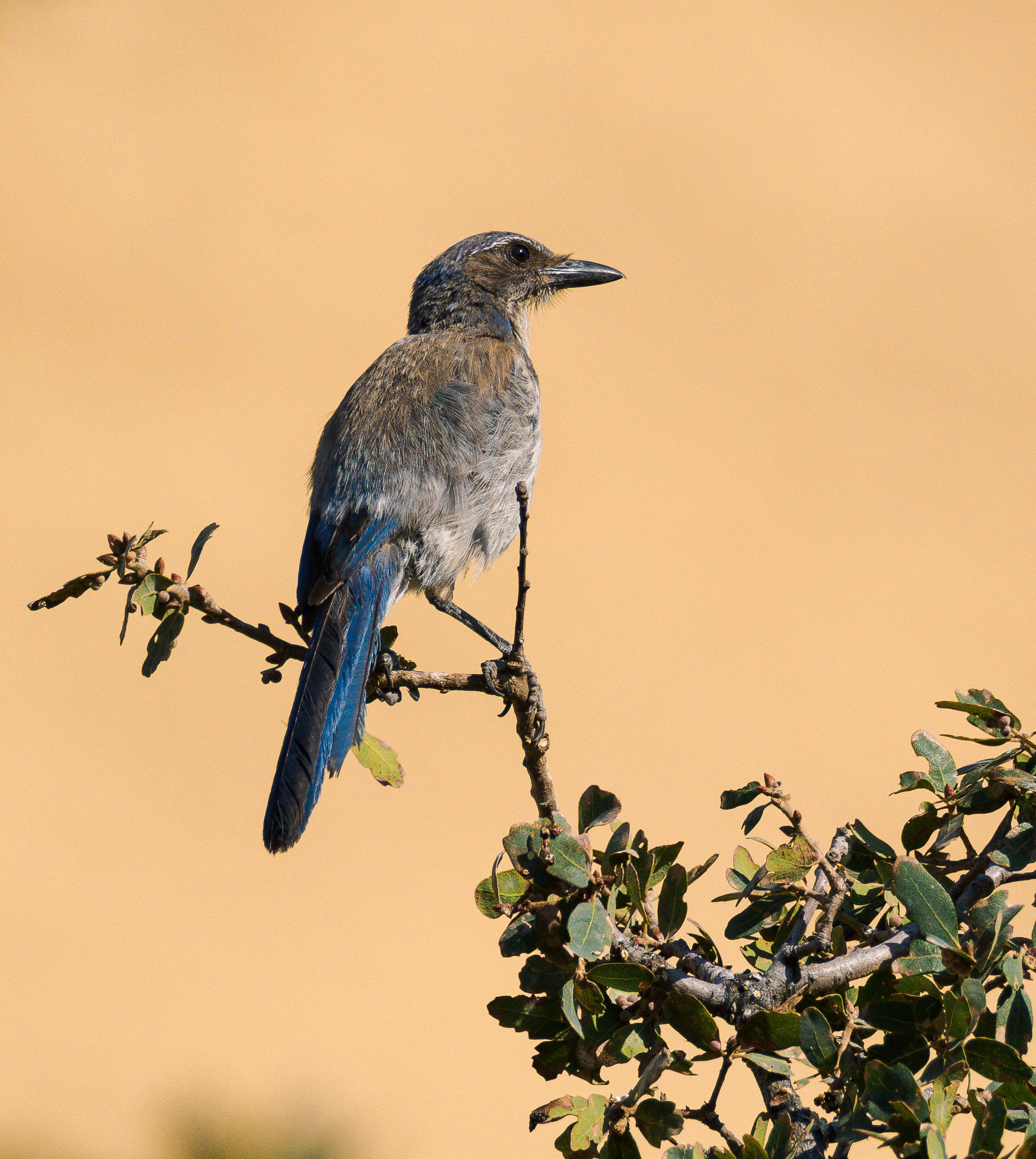blue jay.jpg