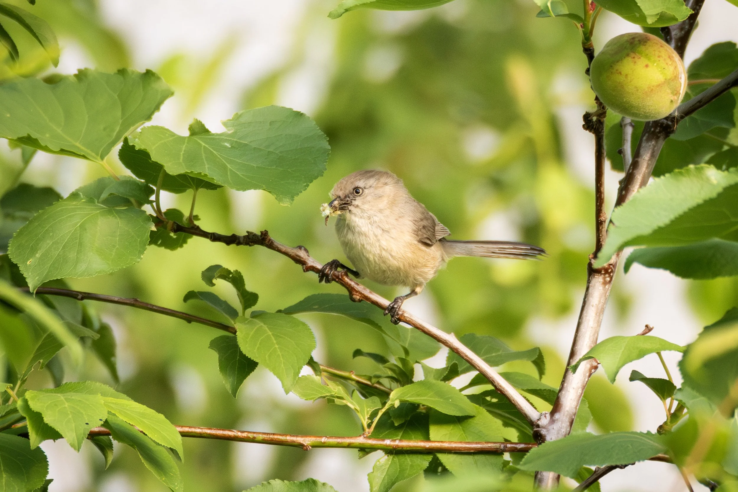 bushtit 5.jpg