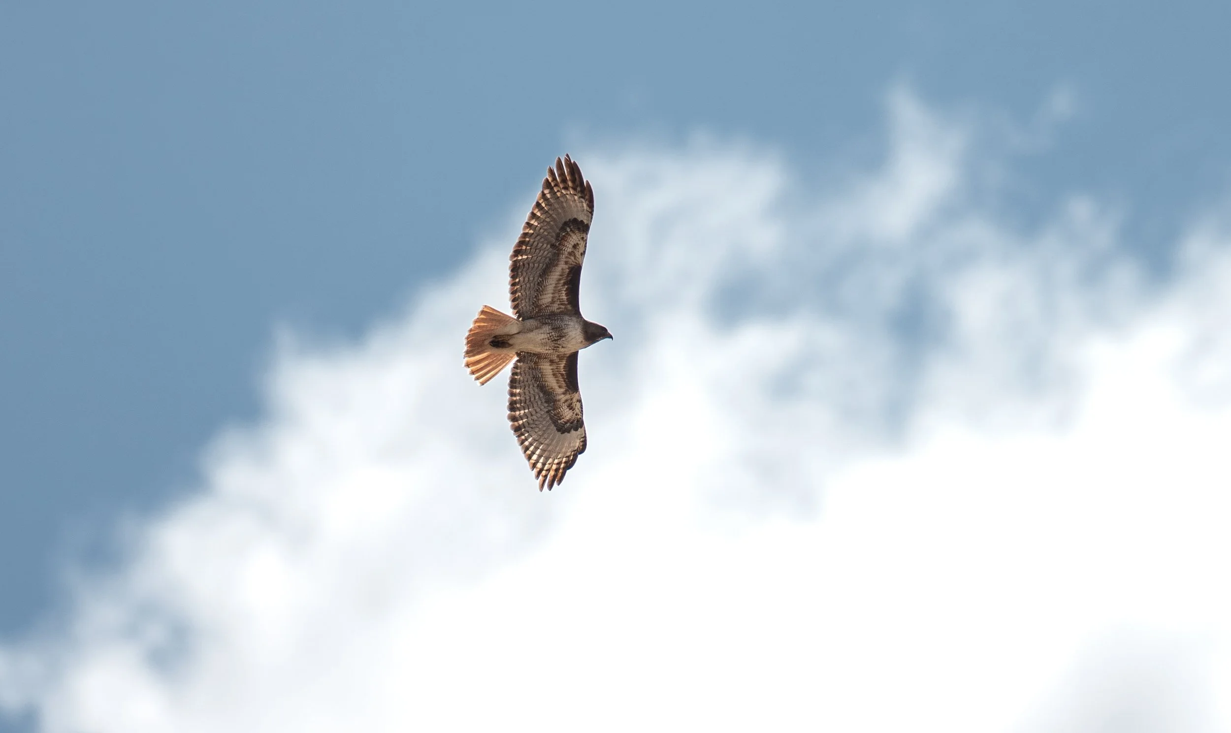 red tail hawk.jpg