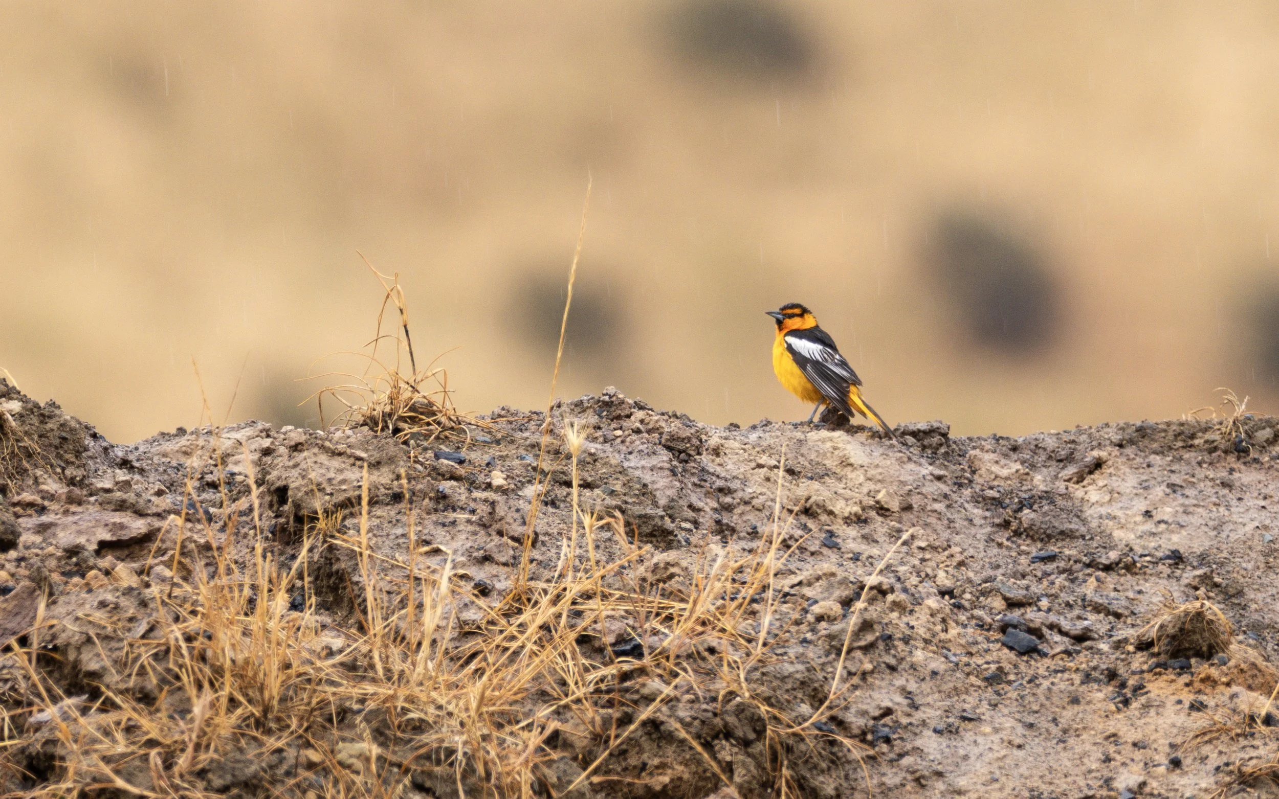bullock's oriole 3.jpg