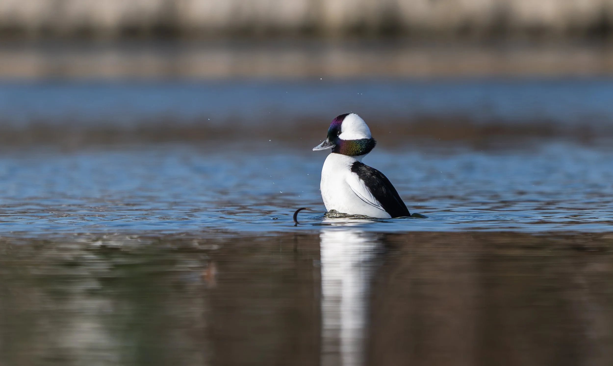 NZ8_3693.jpg