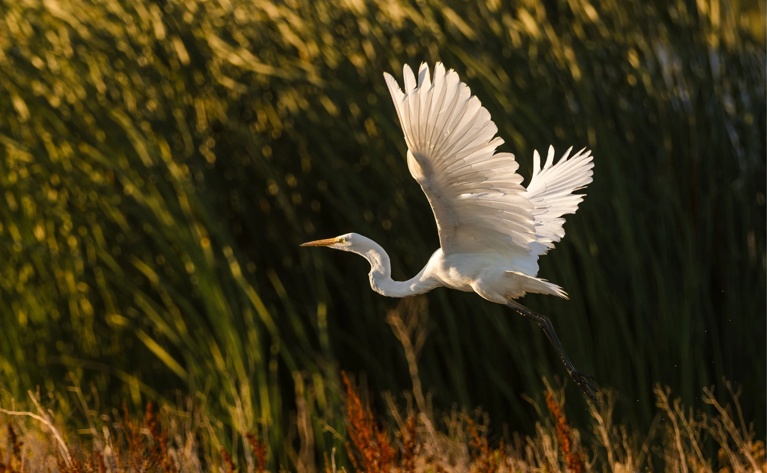 great egret 6.jpg