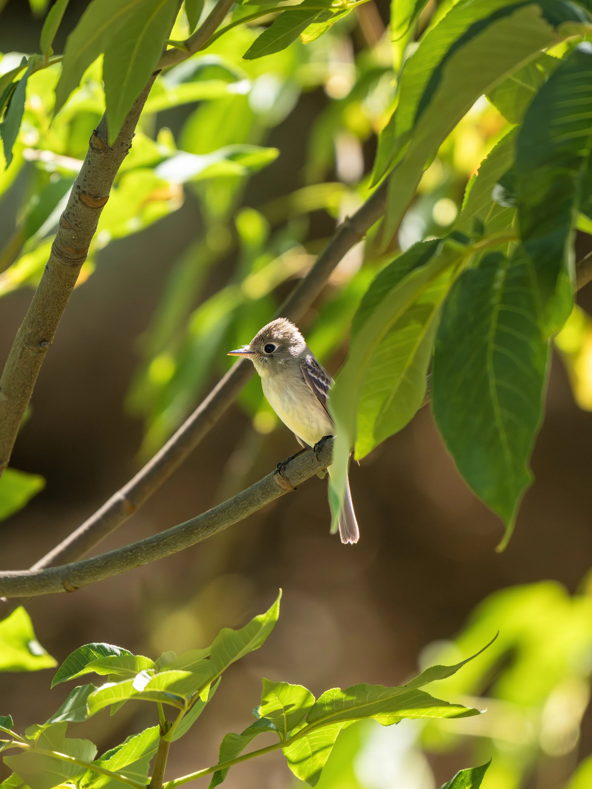 ash-throated flycatcher 1.jpg