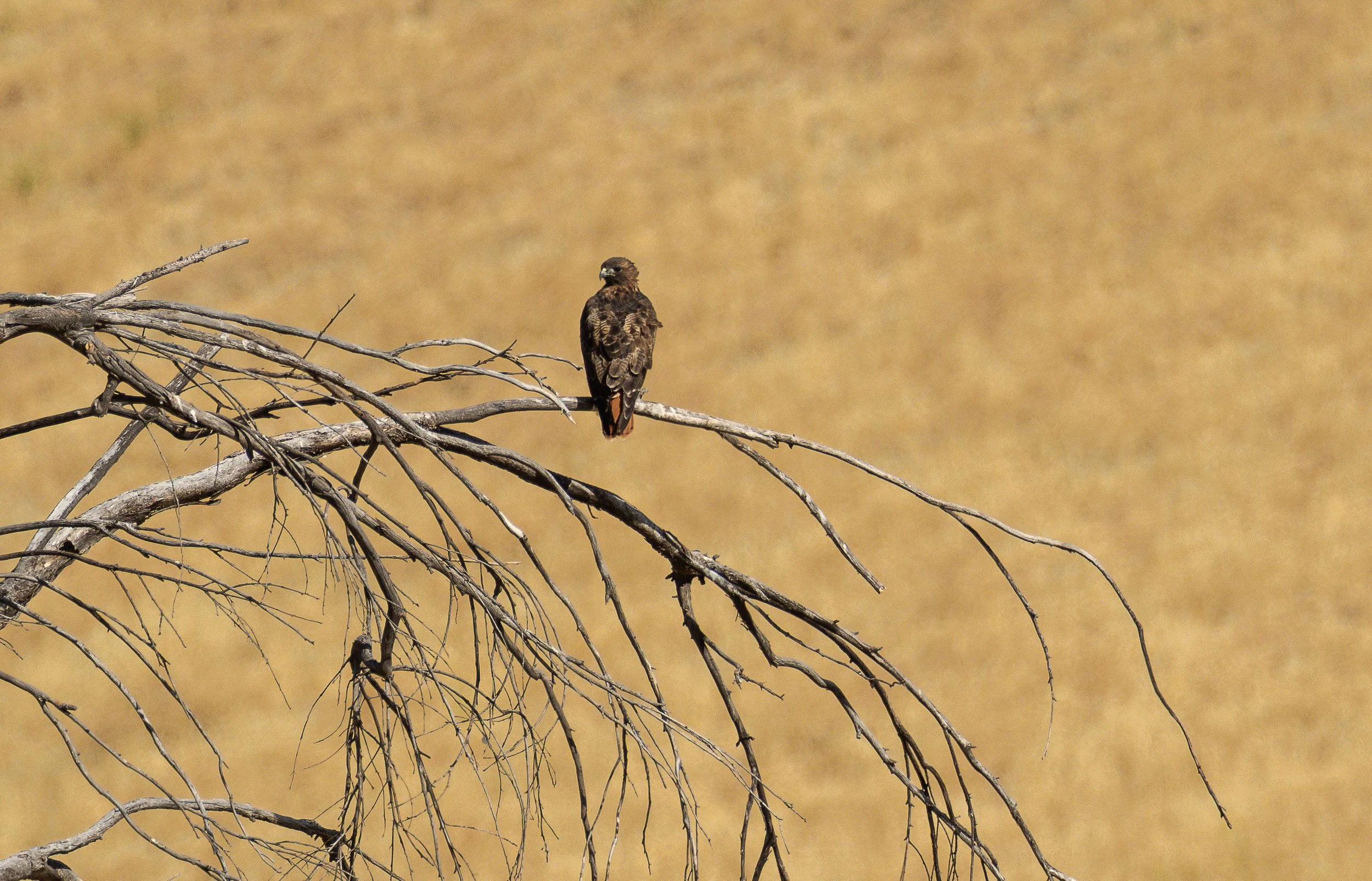 red tail hawk far.jpg