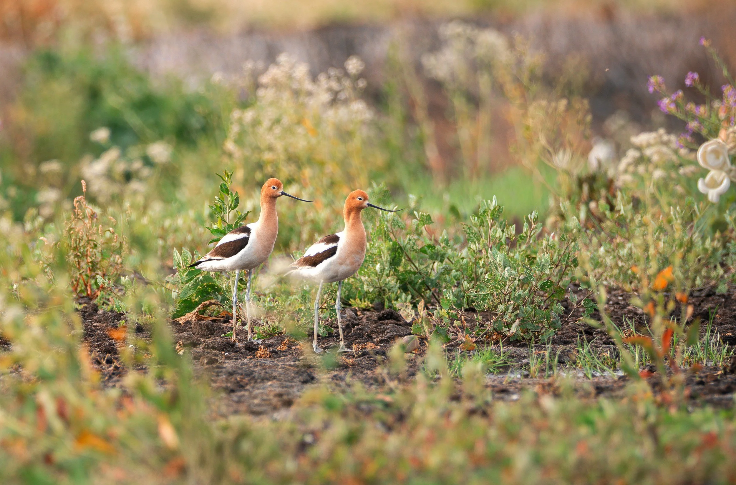 avocets.jpg