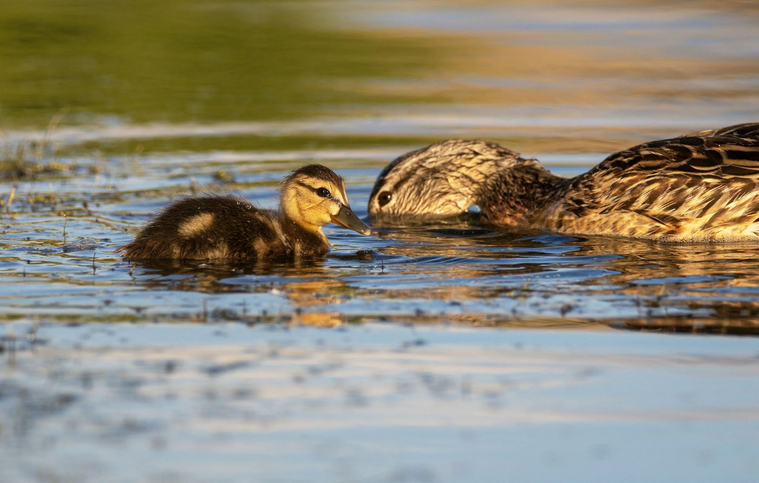 mallard family 3.jpg