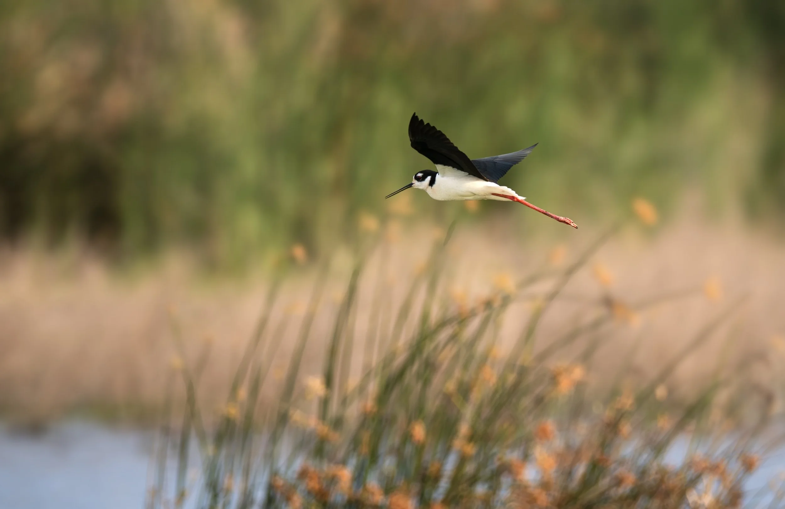 black-necked stilt 3.jpg