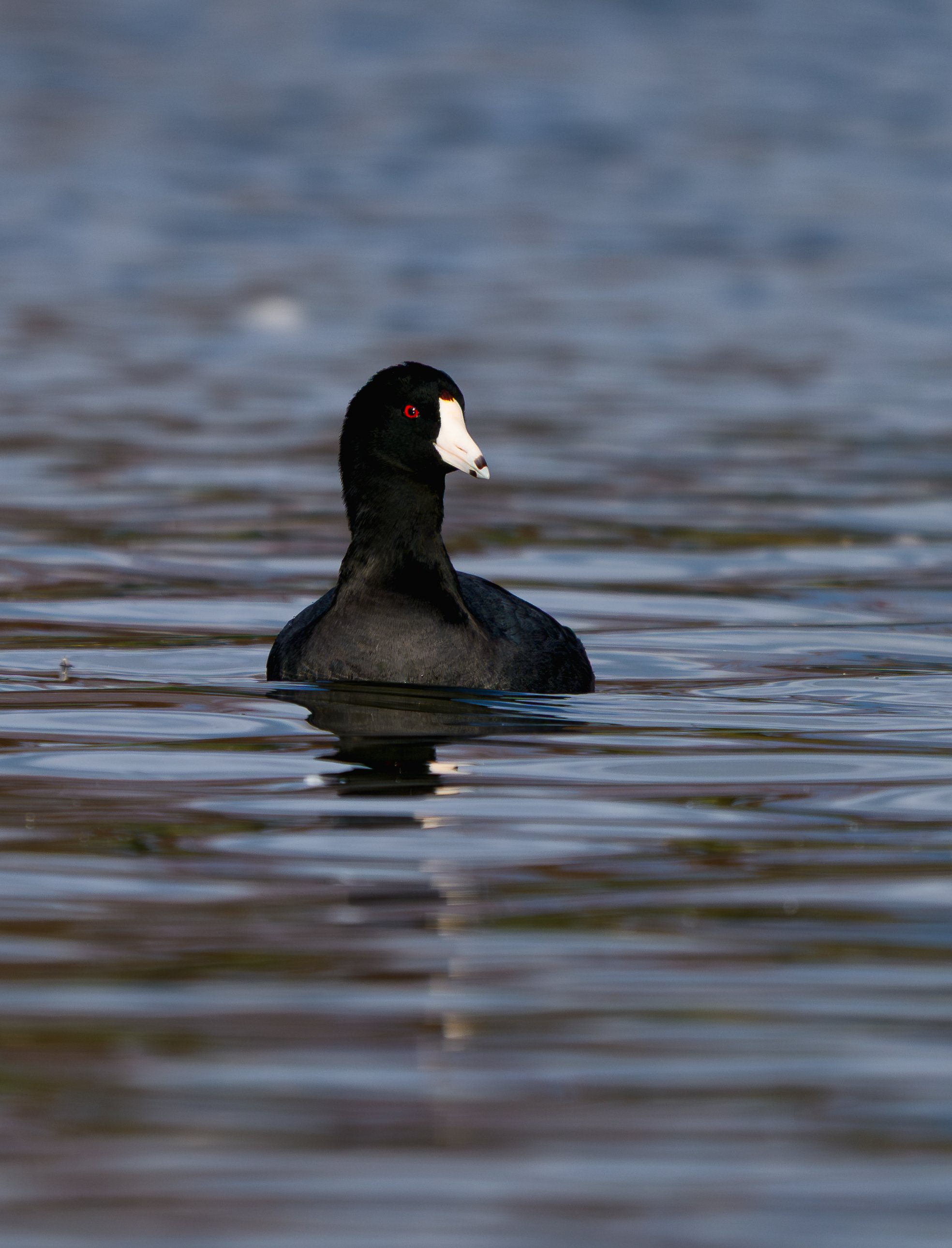 NZ8_8747.jpg