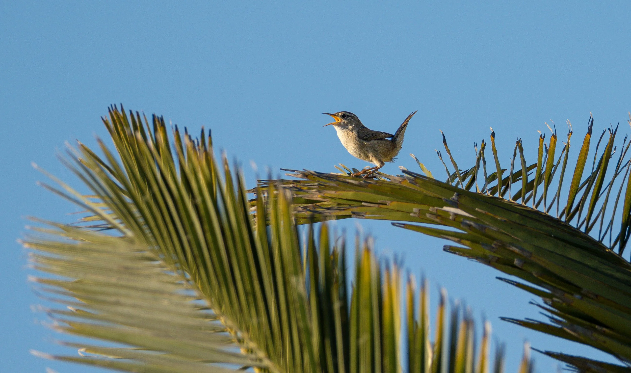 marsh wren 5.jpg