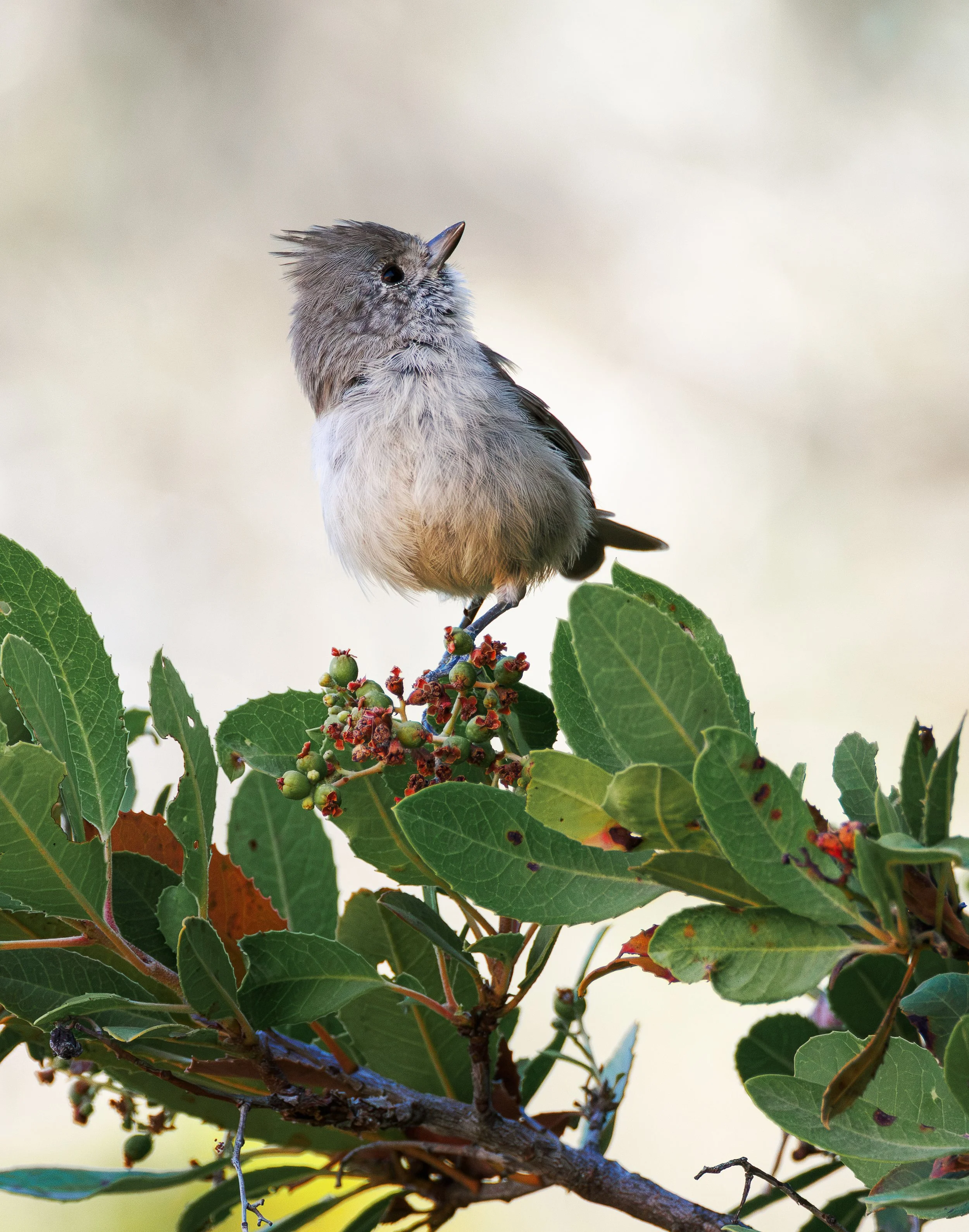 oak titmouse 3.jpg