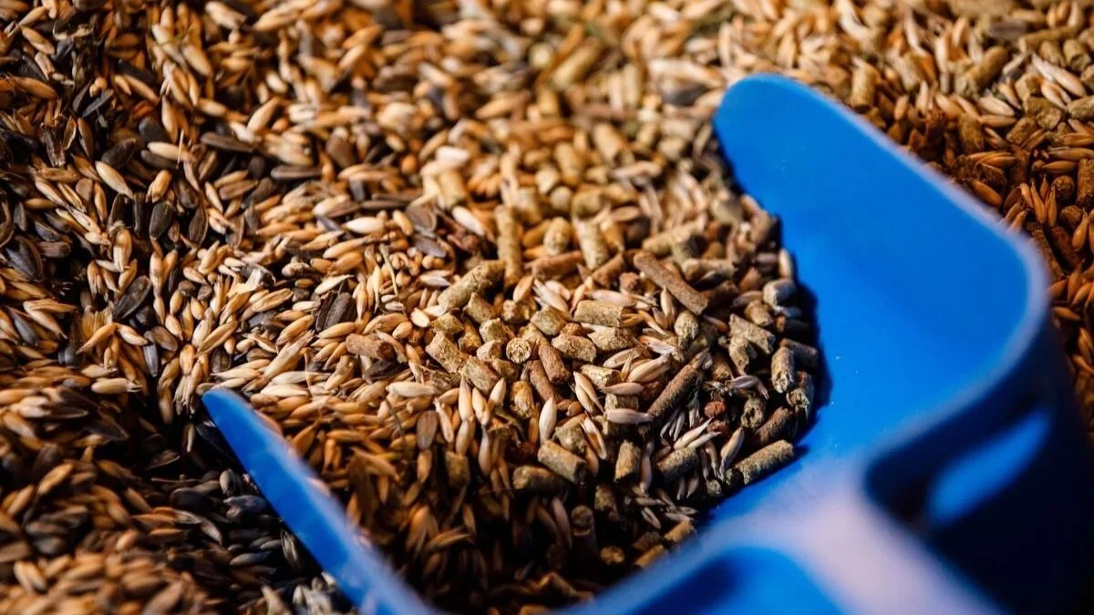 How Much Grain Should a Horse Eat?