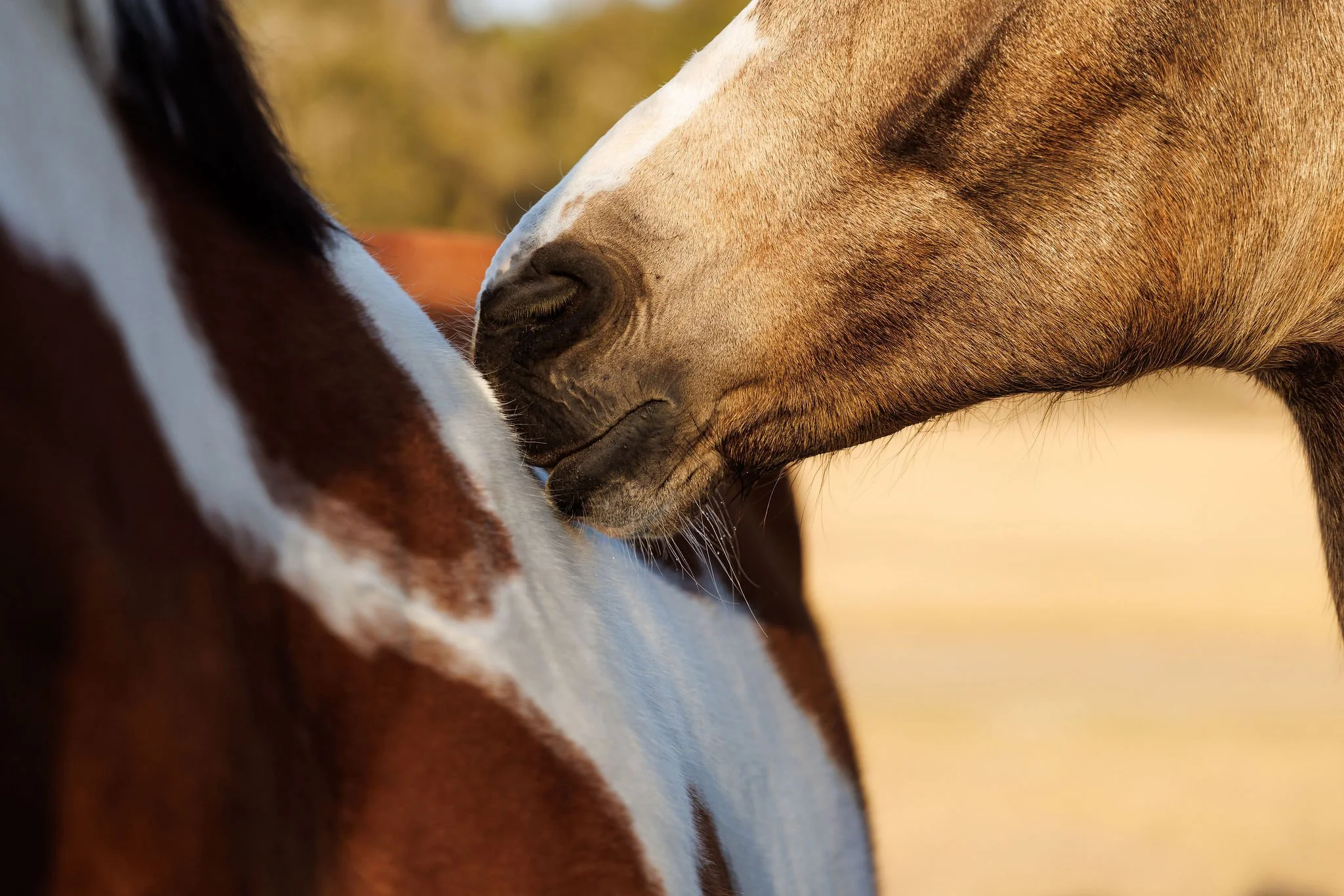 Close-up of two horses touching their noses, one brown and white and the other tan.