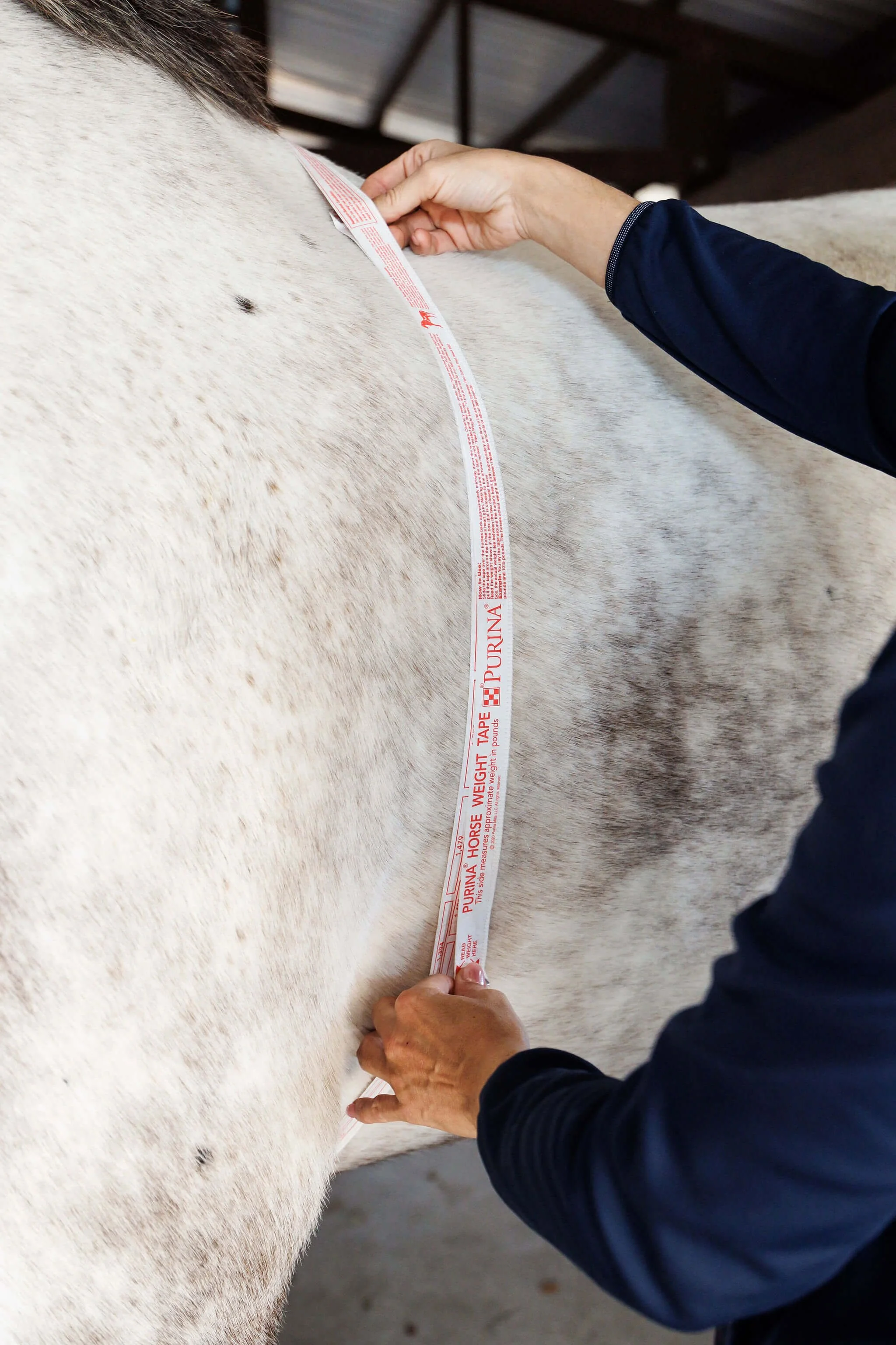 Person measuring a white horse with a measuring tape in a stable.
