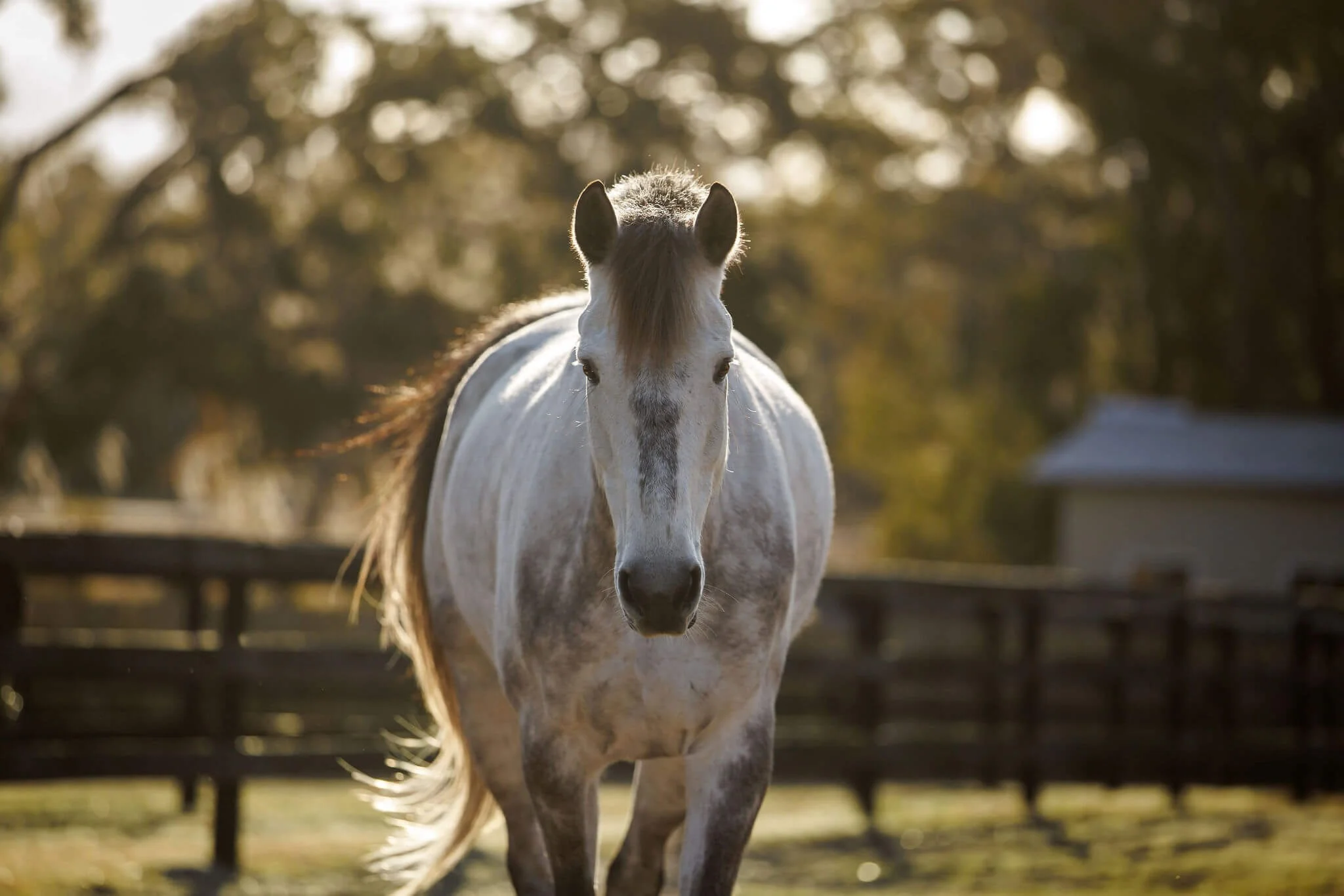 A white horse with a dark mane standing outdoors during sunset, with trees and a wooden fence in the background.