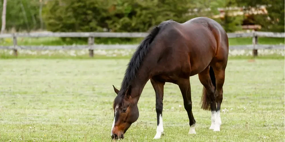 A brown horse with a black mane grazing on green grass in a paddock with a wooden fence and trees in the background.