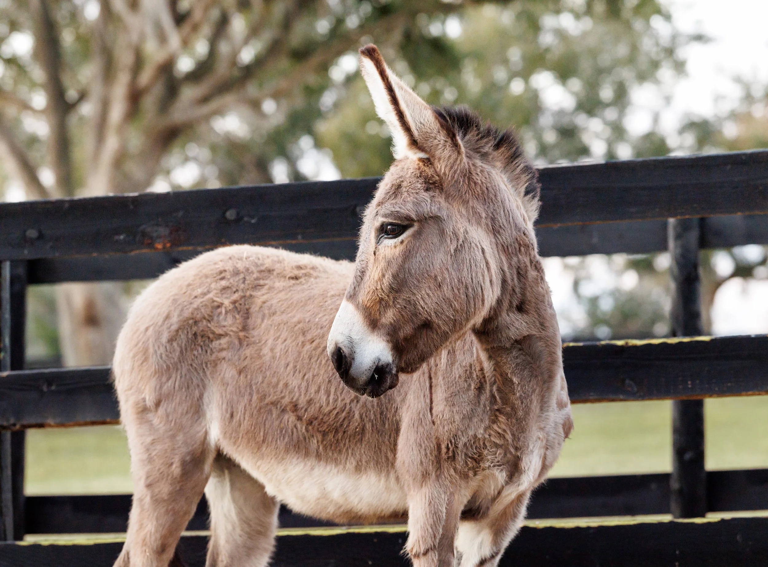 A brown donkey standing on a field with trees in the background, partially behind a black wooden fence.