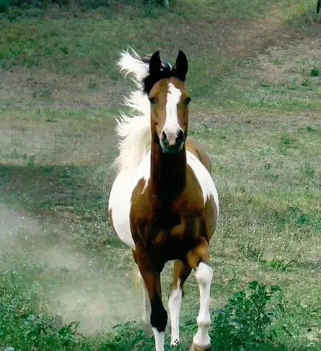 A pinto horse running towards the camera on a grassy field.