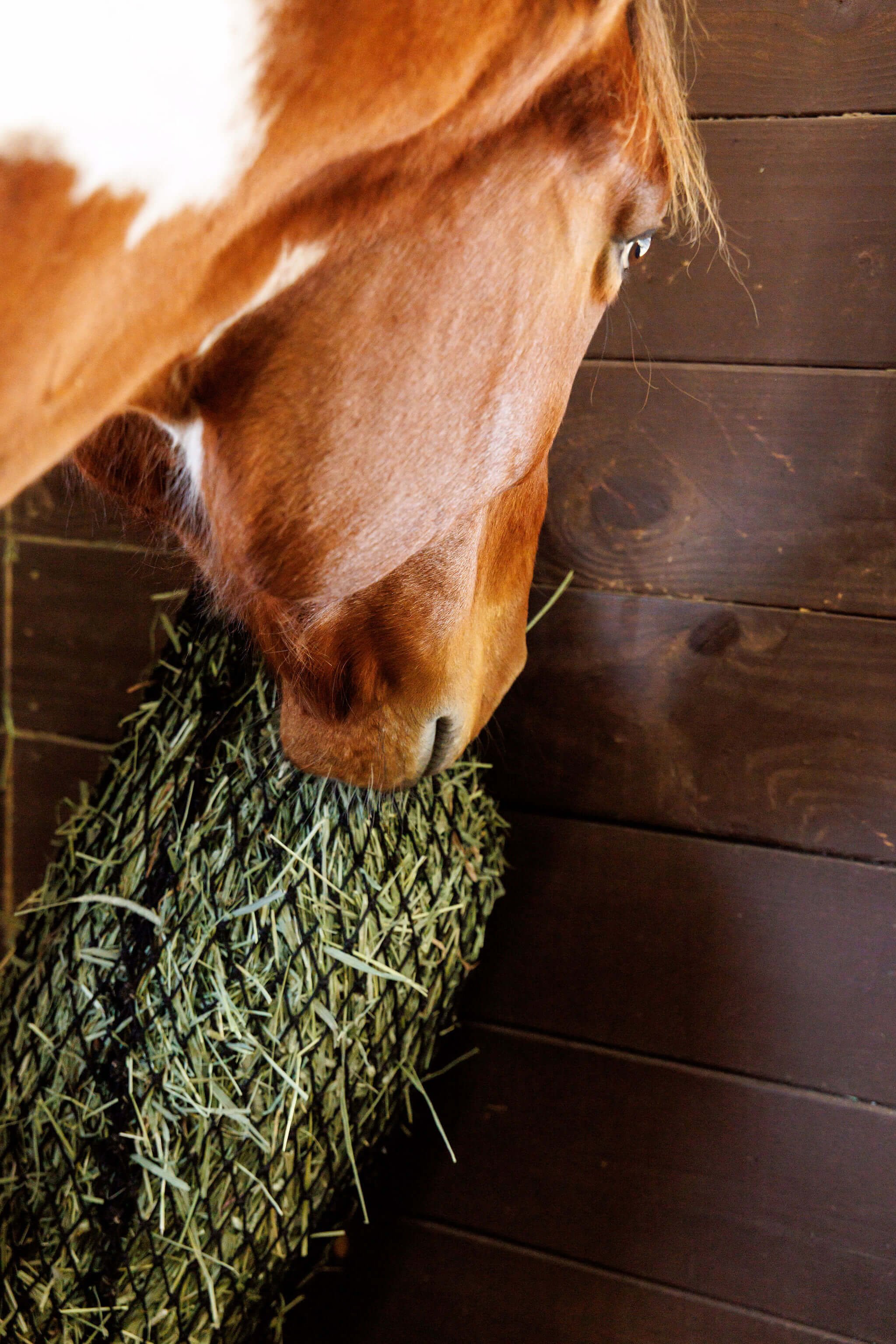 Close-up of a brown horse with a white star marking on its face, eating hay in a stall with dark wooden walls.