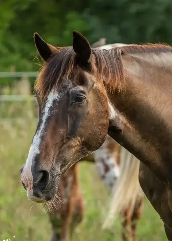 Close-up of a brown horse with a white stripe on its face, standing outdoors with green trees and two other horses in the background.