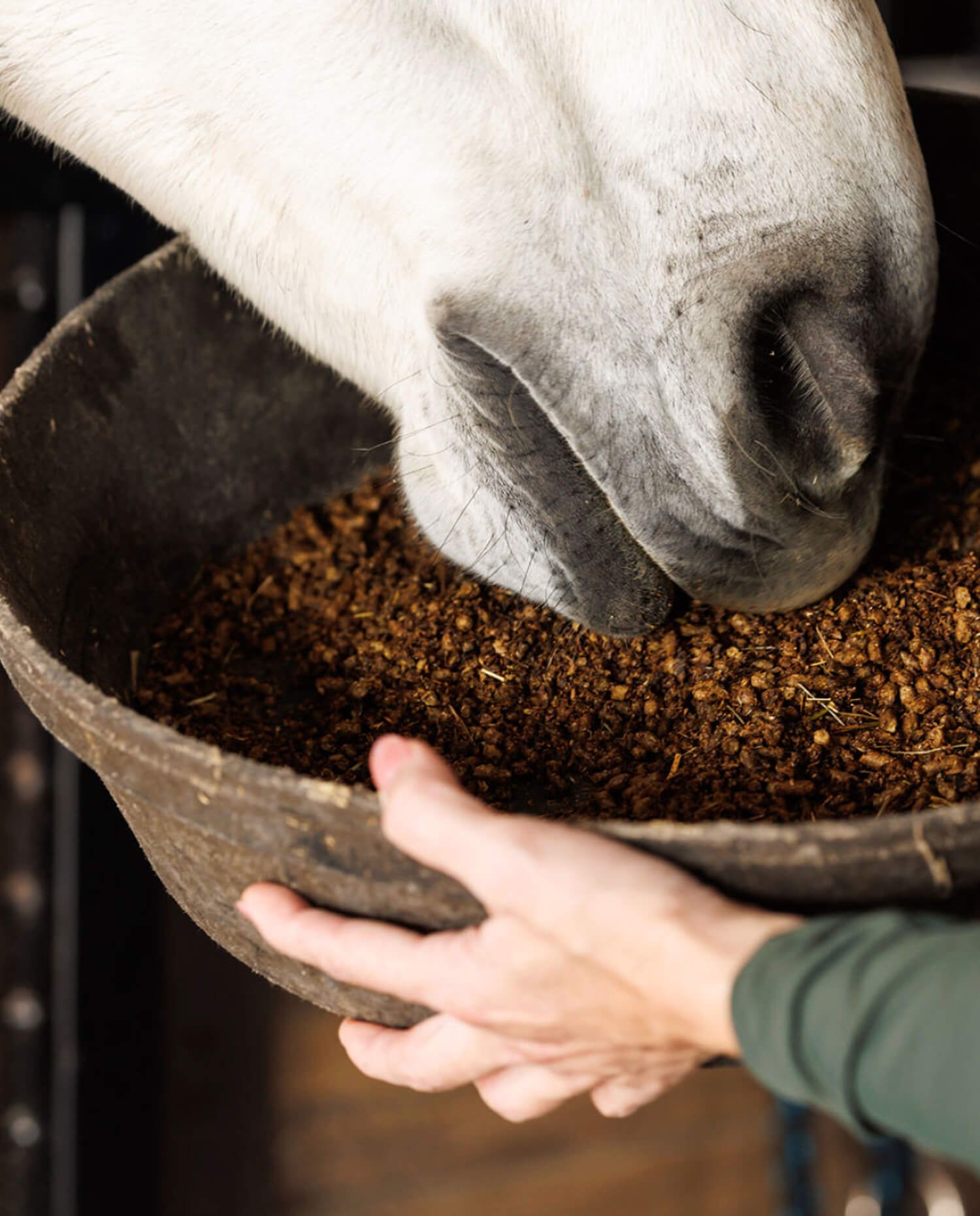 A person is feeding a white horse with a black muzzle from a large gray container filled with feed, outdoors.