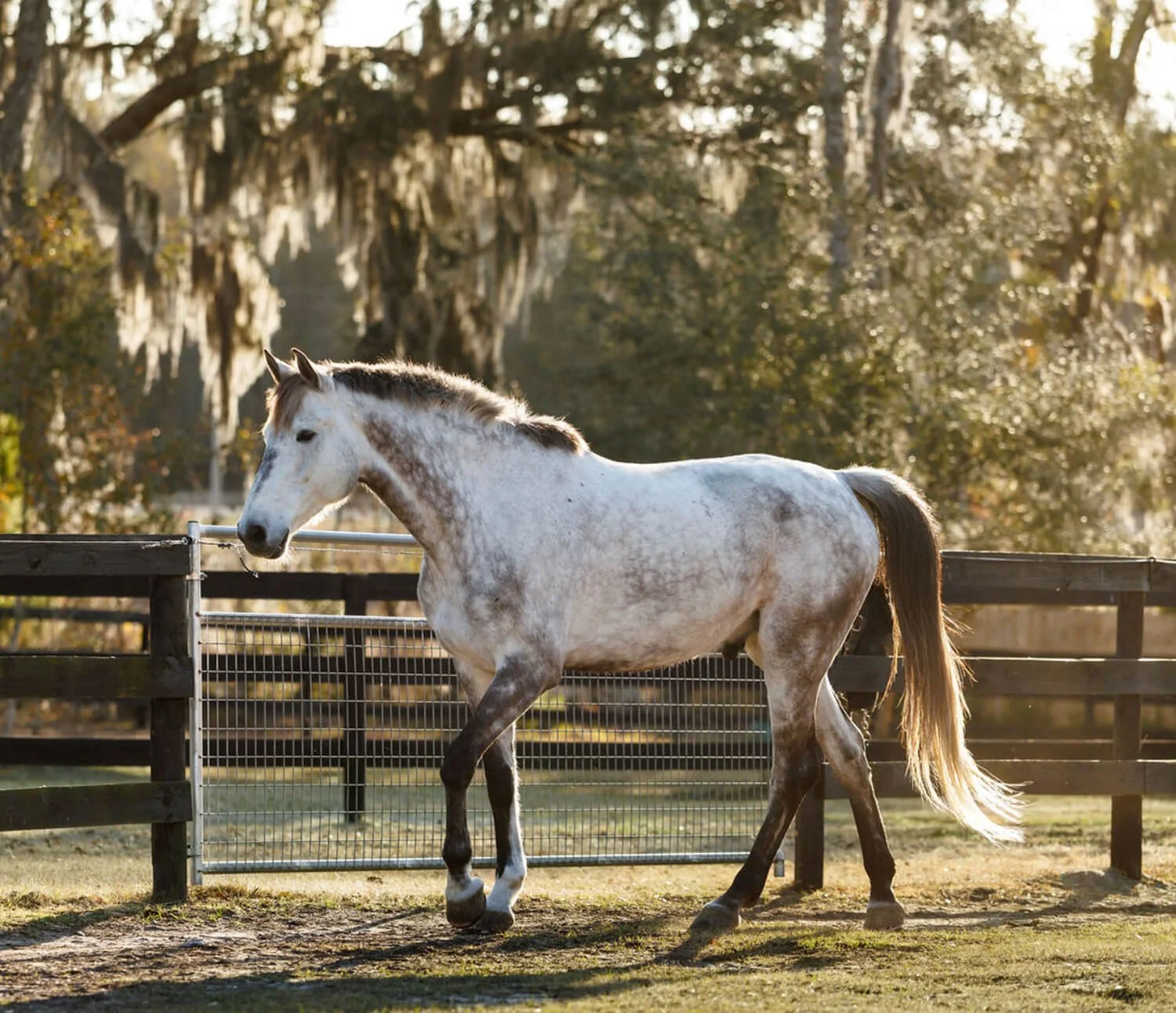 A white horse with gray spots and a brown mane and tail, walking in a paddock at sunset, with trees in the background.
