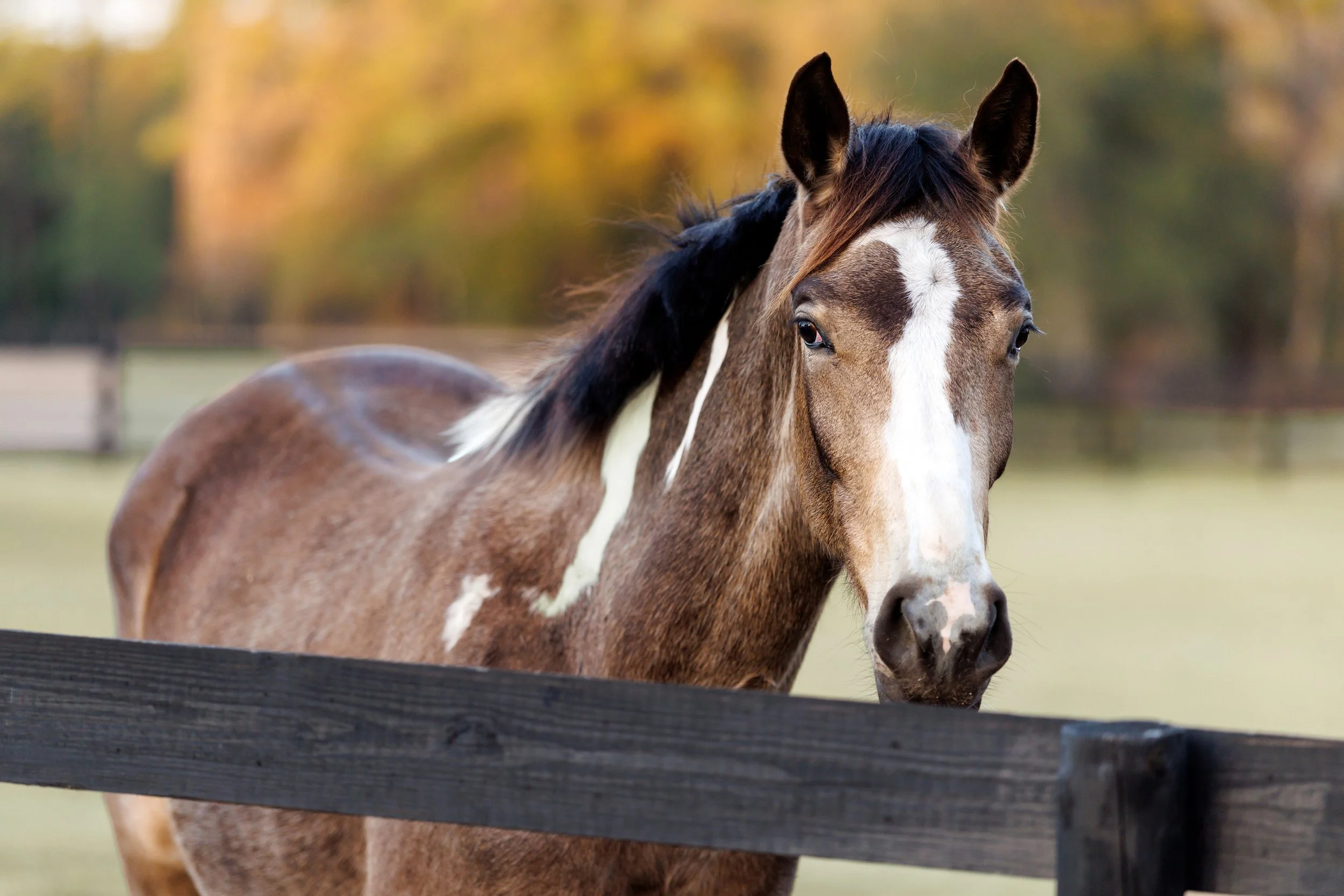 A brown and white horse standing in a field with autumn trees in the background.