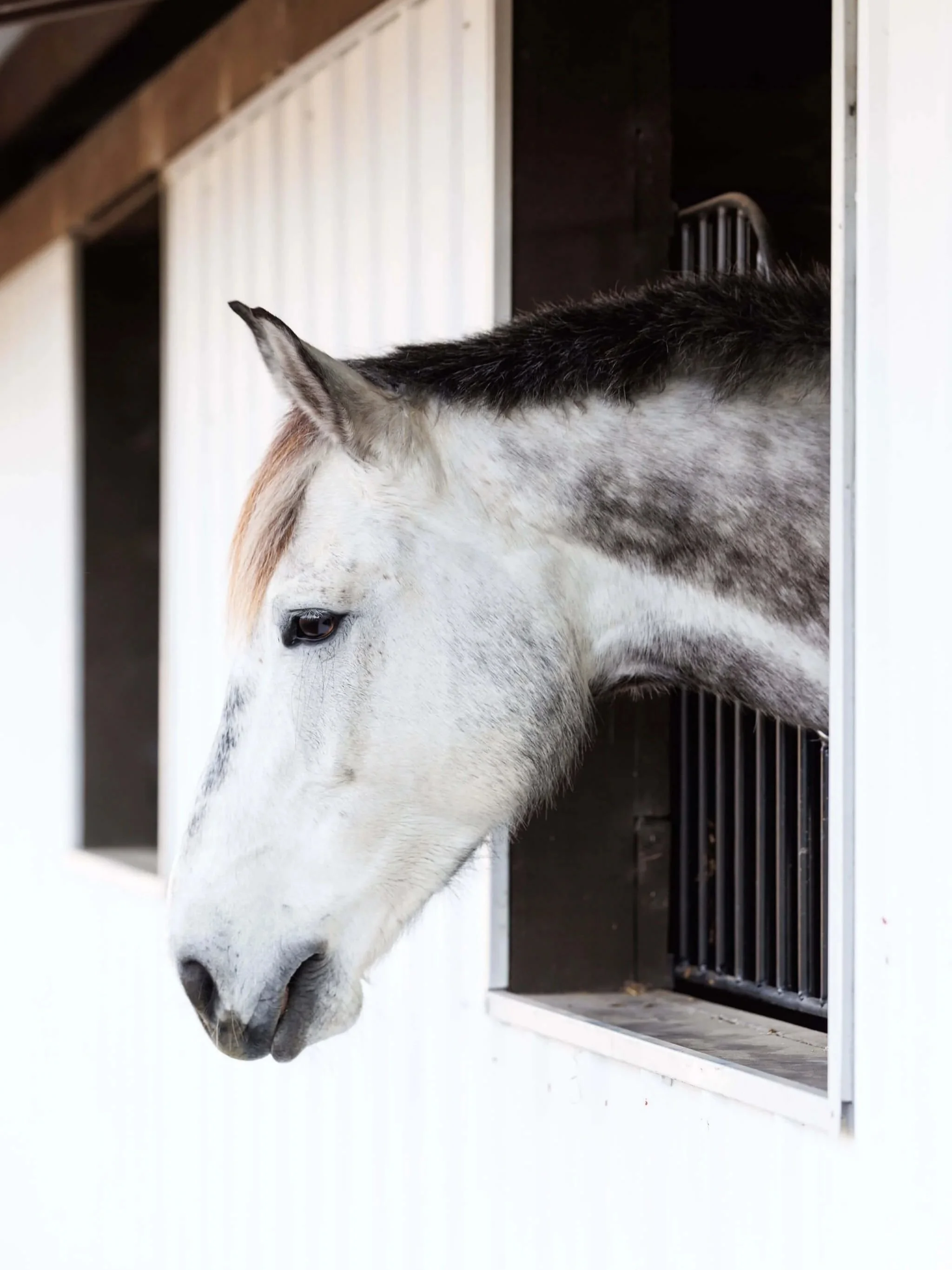 Close-up of a gray and white horse's head looking out of a stall door, with part of the stall interior visible behind.
