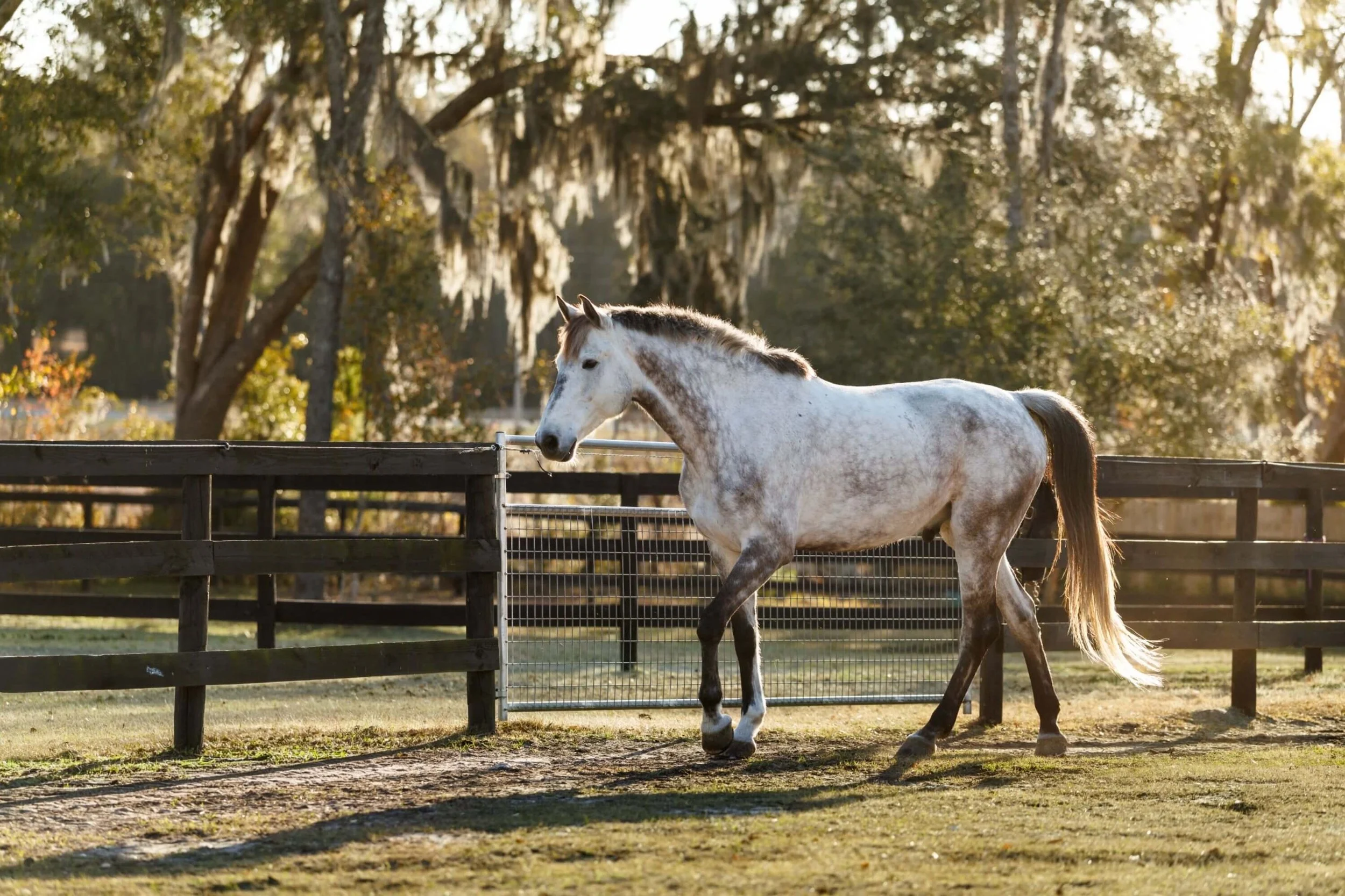 A white horse with black spots walking in a fenced area during sunset, with trees in the background.