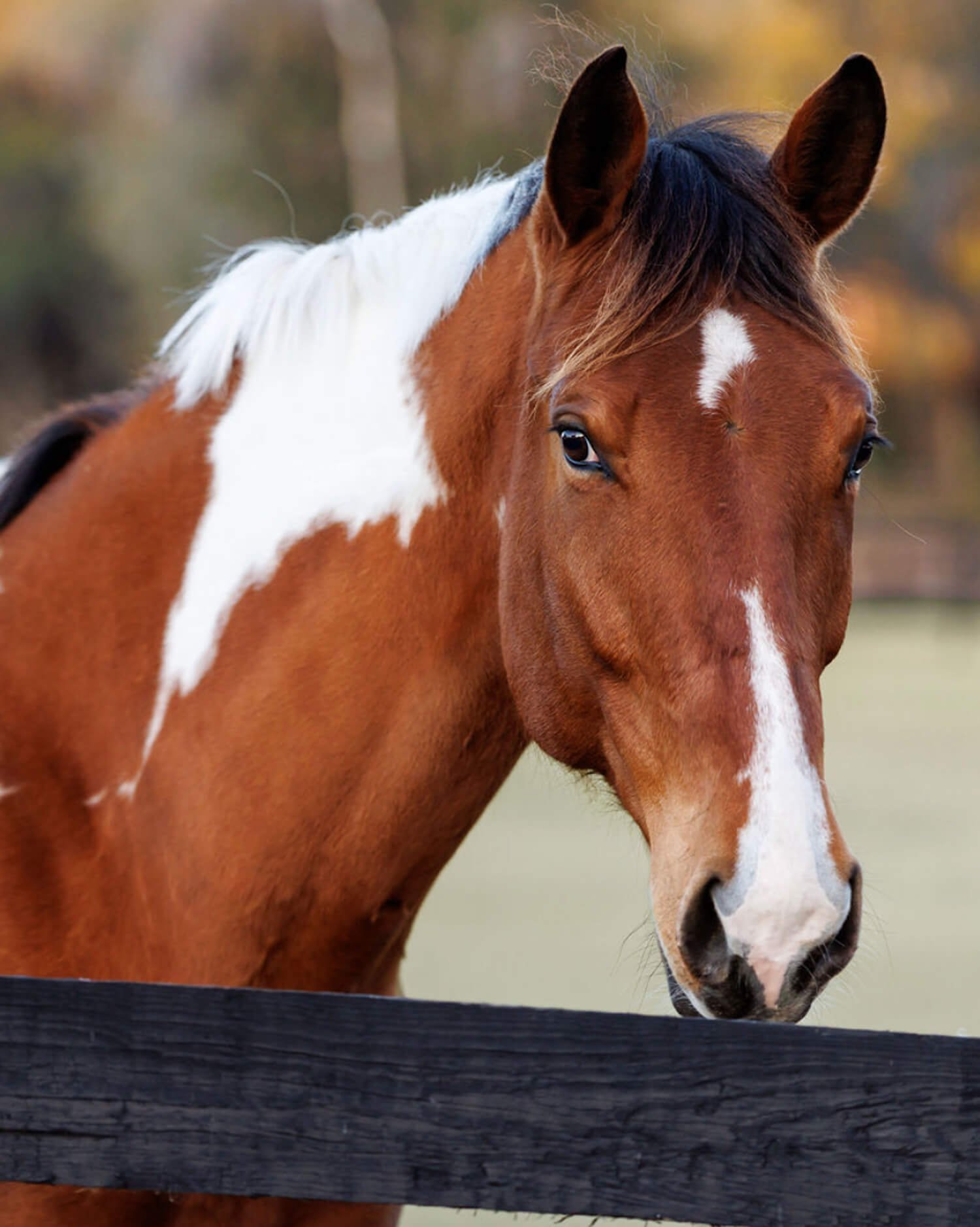 Close-up of a brown and white horse with a white blaze on its face, standing near a black wooden fence with blurred trees and fall foliage in the background.