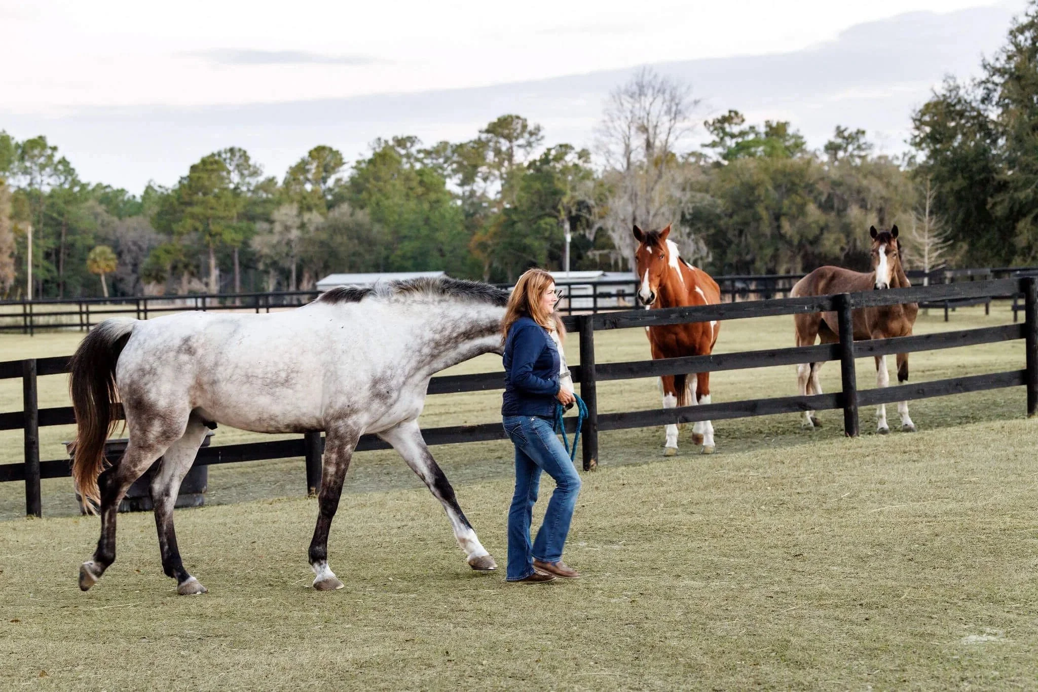 A woman walking a gray and white spotted horse on a grassy field with three other horses in the background.