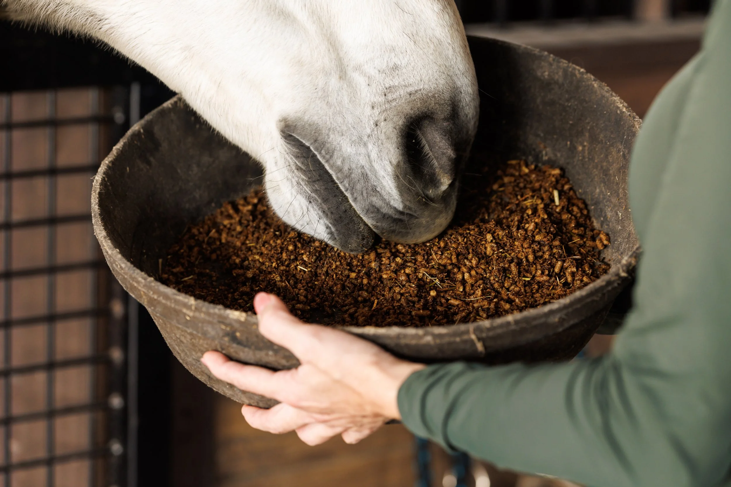 A close-up of a horse eating from a large, round bucket filled with grain, held by a person wearing a green long-sleeved shirt.