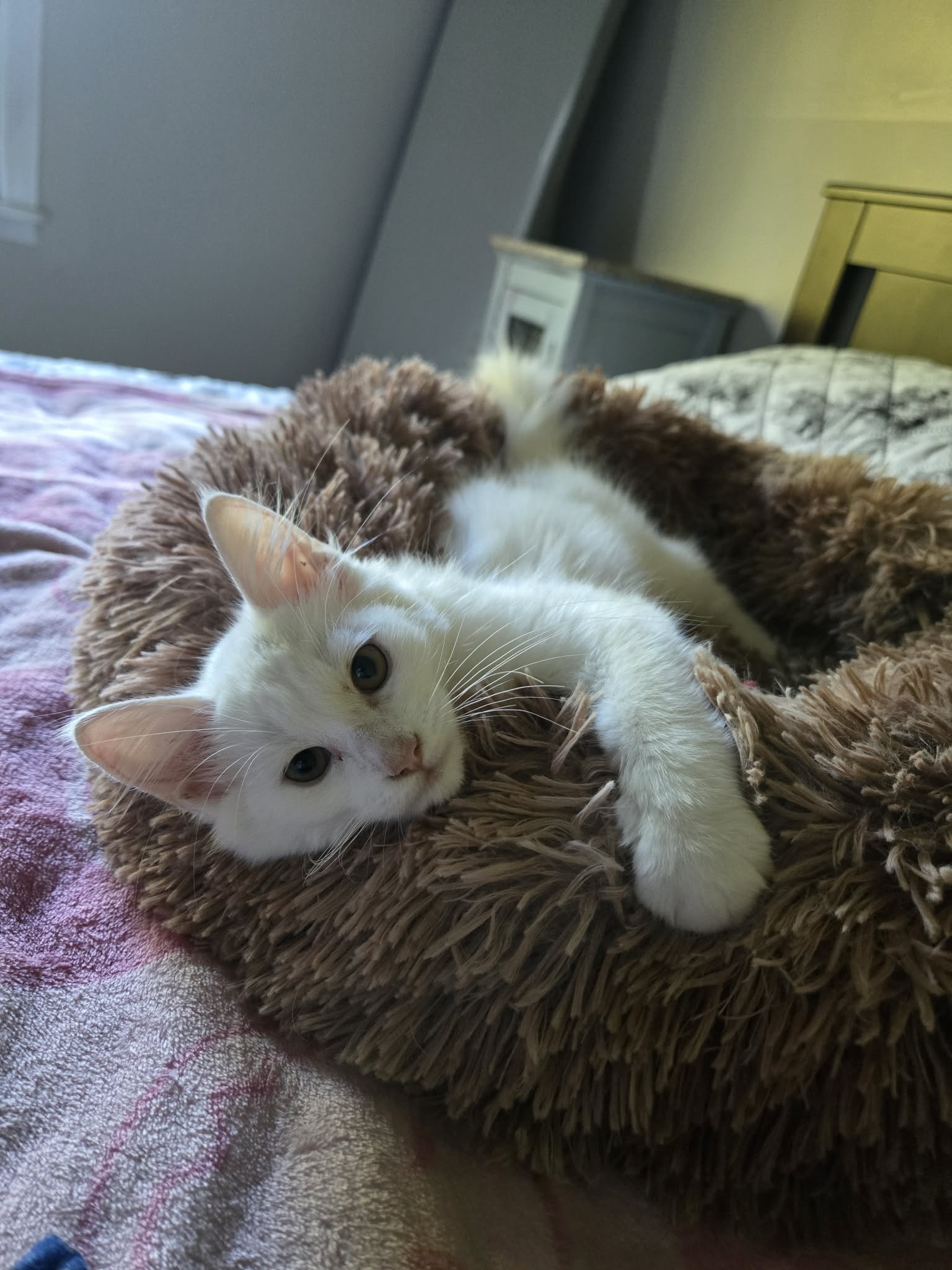Sweetie Pie