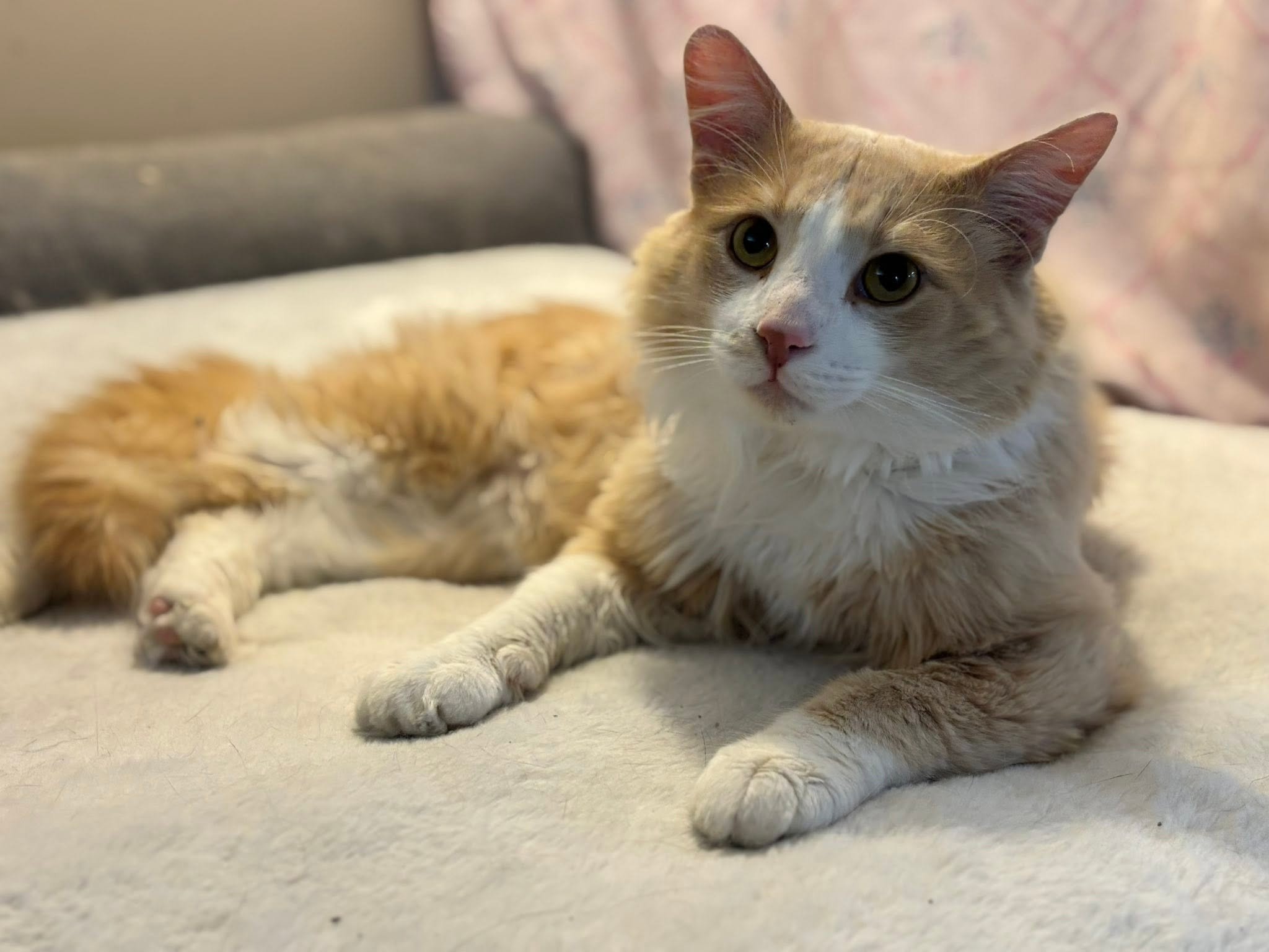 Ollie