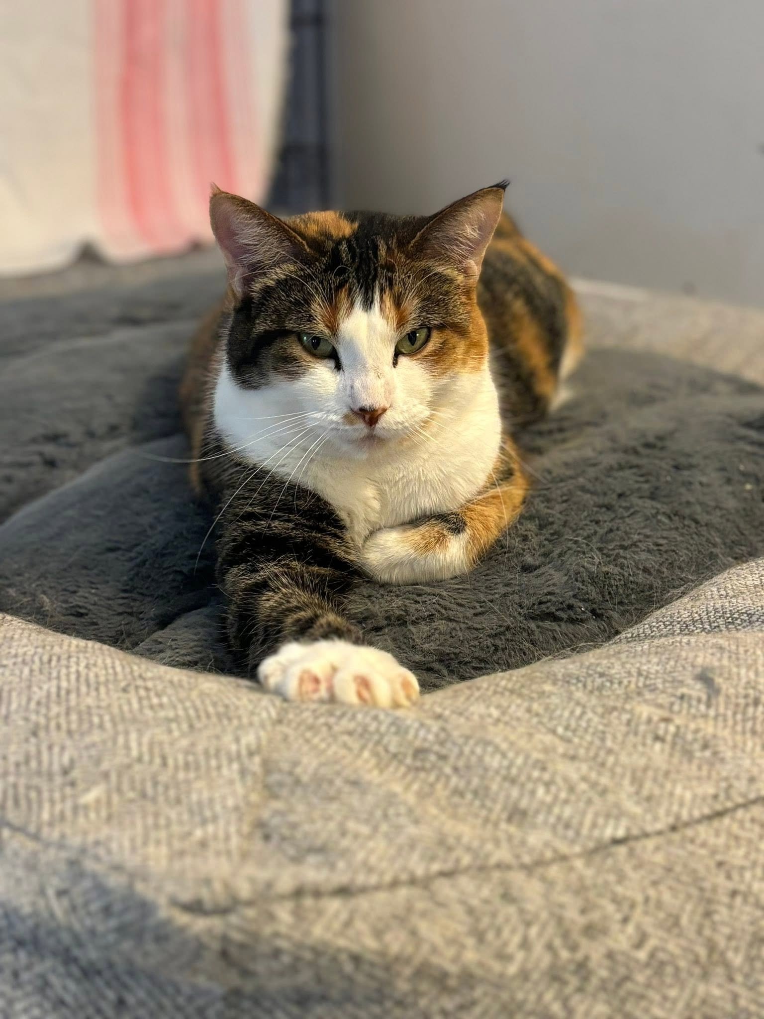Paprika