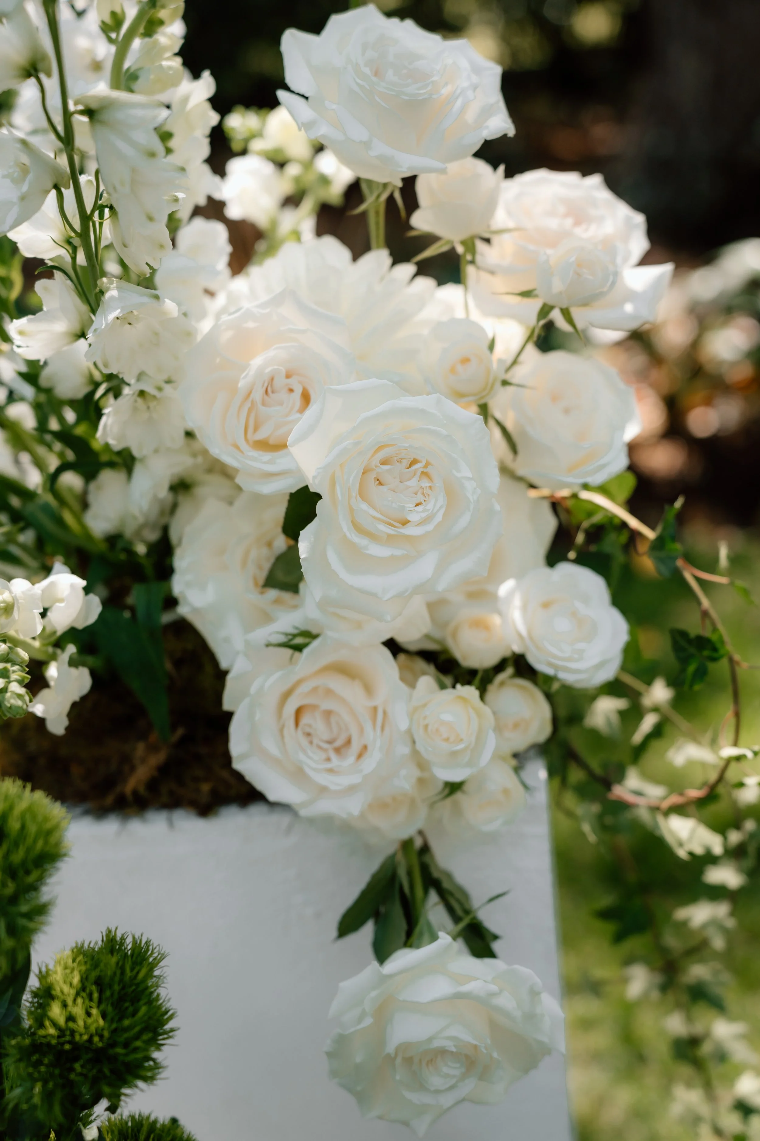 A bouquet of white roses and white snapdragon flowers arranged outdoors, with sunlight illuminating the petals and a blurred background.