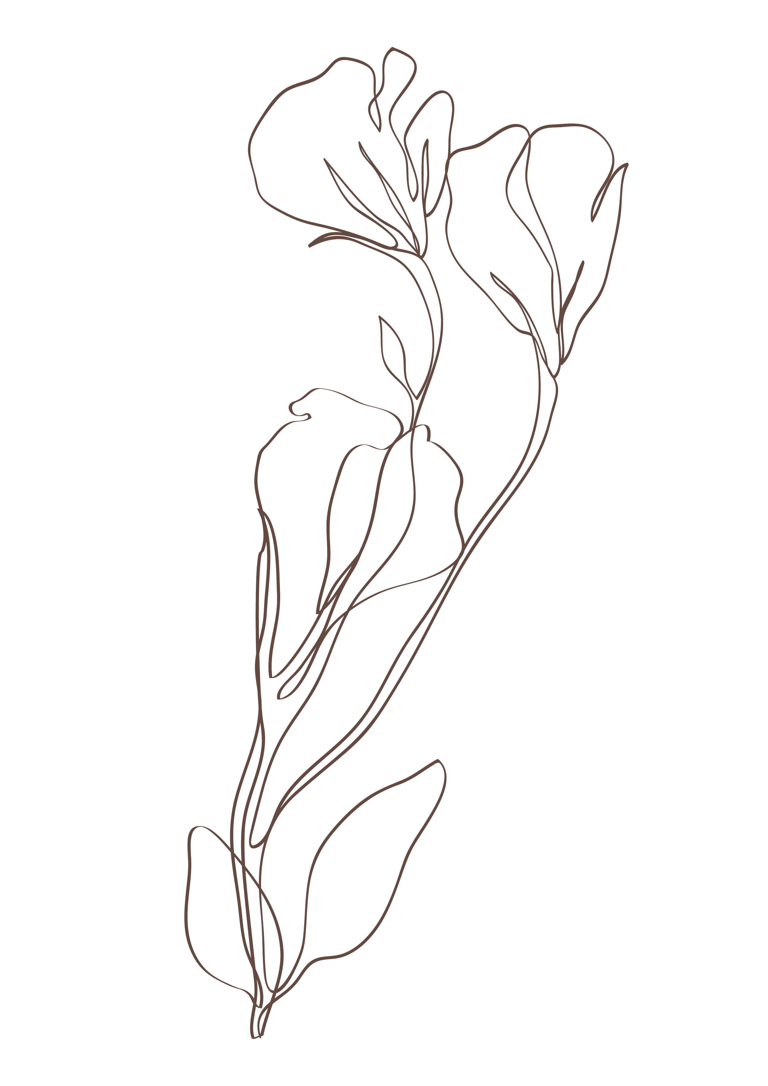 Line drawing of a flower with multiple petals and elongated leaves