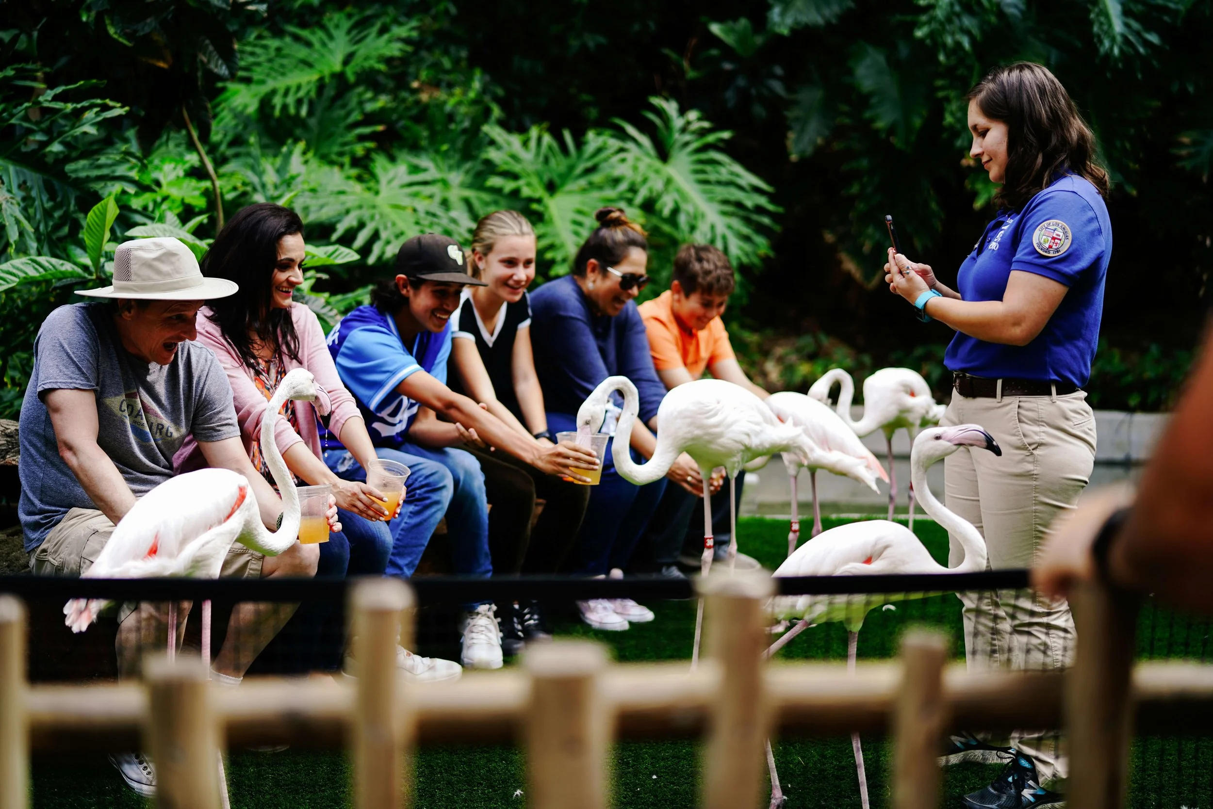 A group of people sitting behind a low wooden fence, watching a few flamingos. A woman standing on the right side is taking a photo or recording with her phone. The background is lush with large green tropical leaves.