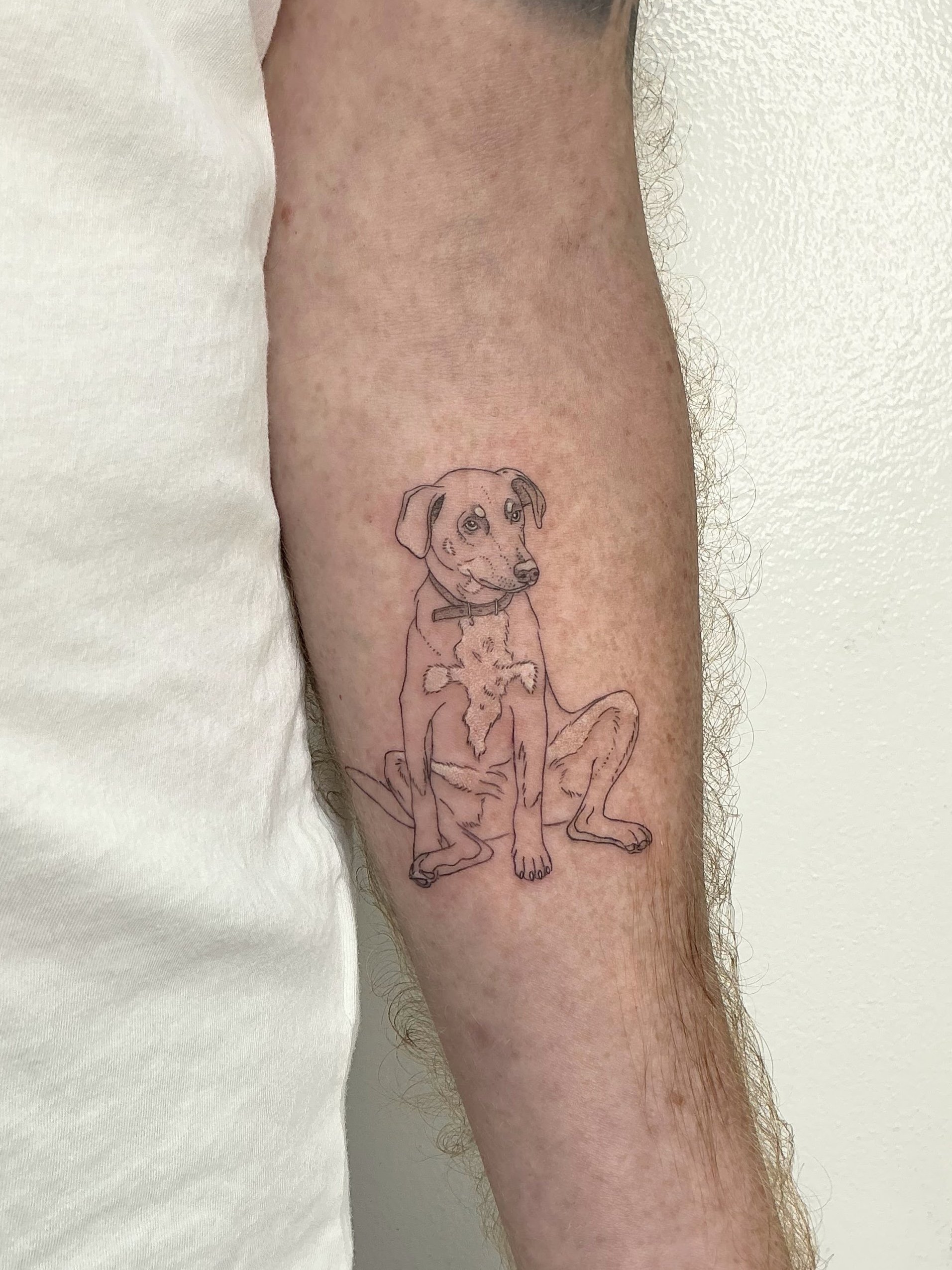 Tattoo of a dog sitting with a collar on the inner part of a person's forearm.