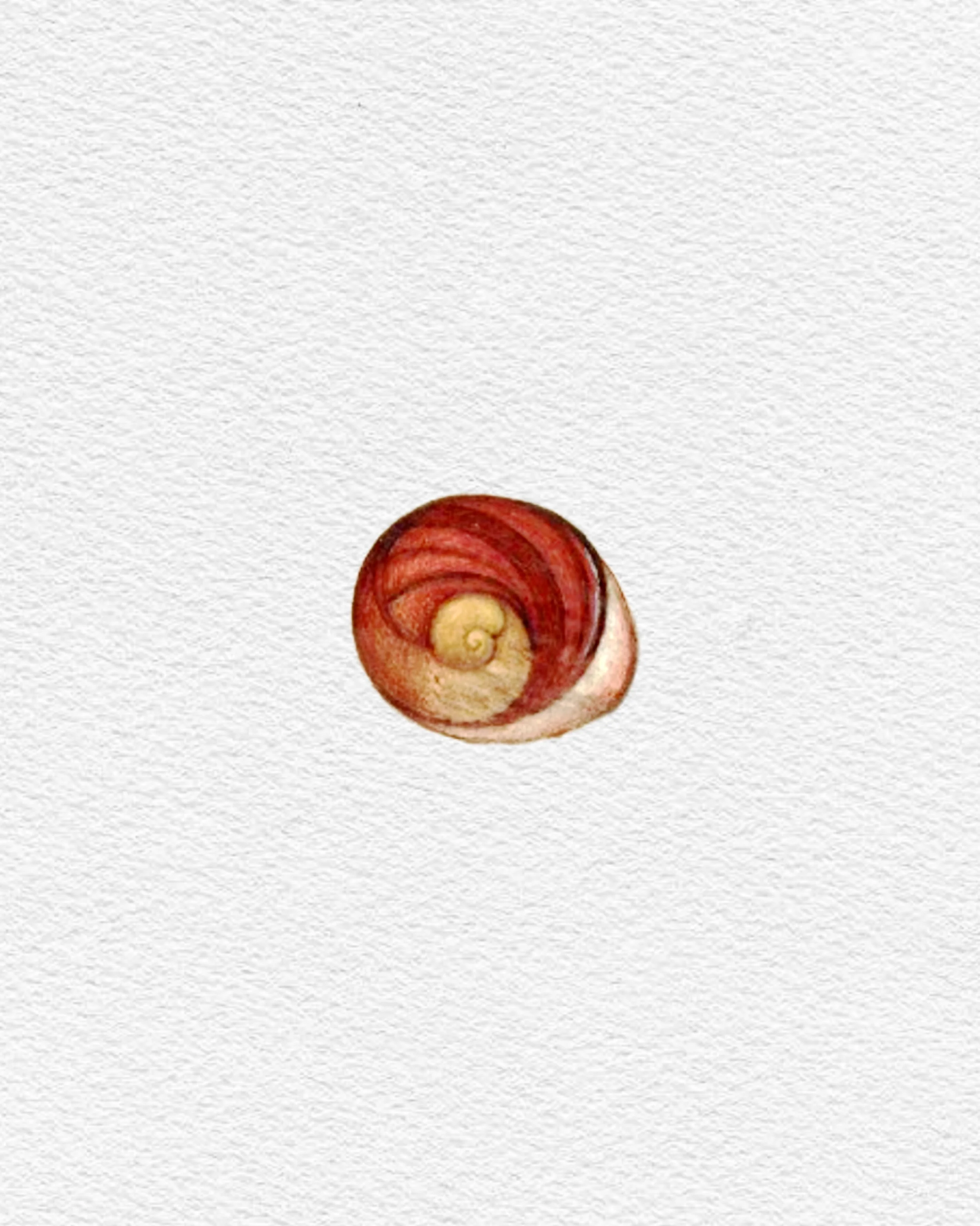 קונכיה ספירלה כזו
