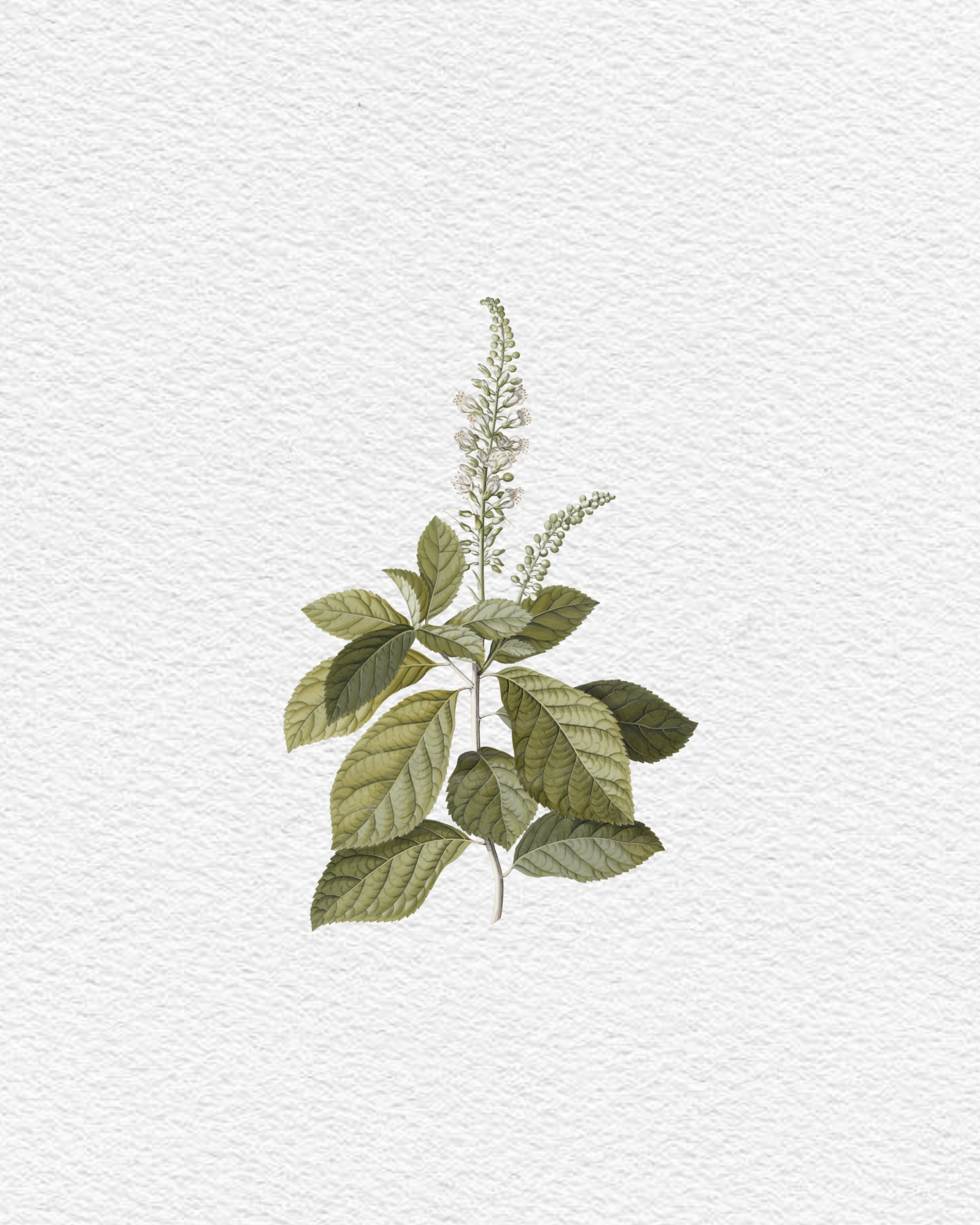 Lamiaceae