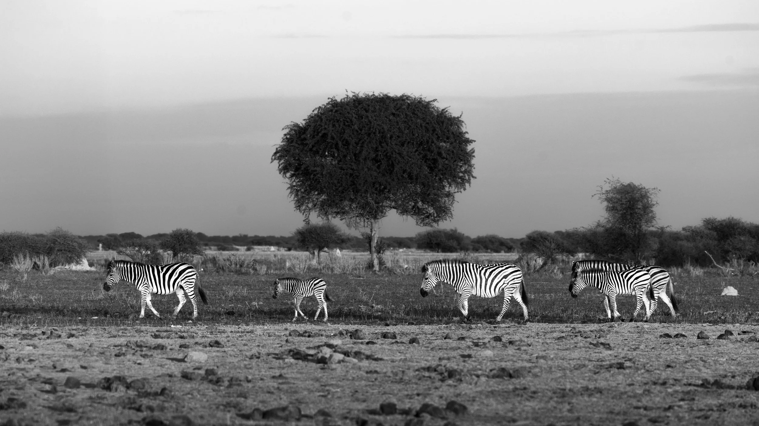 website wildlife-1-6.jpg